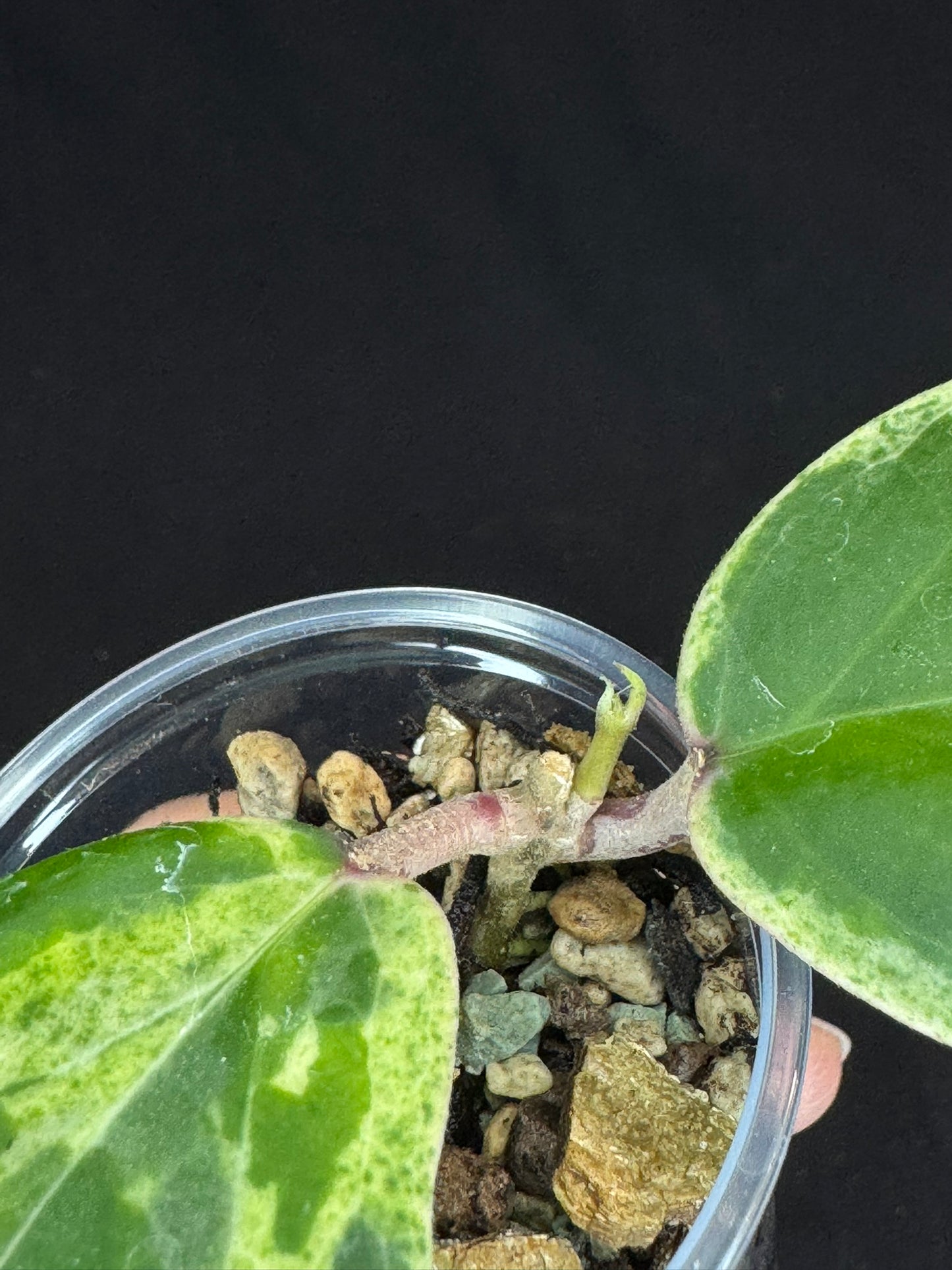 UNICORN🦄! Hoya swiffer's nightmare, nice variegation color, new growth, super rare (Upgrade Shipping is recommended)