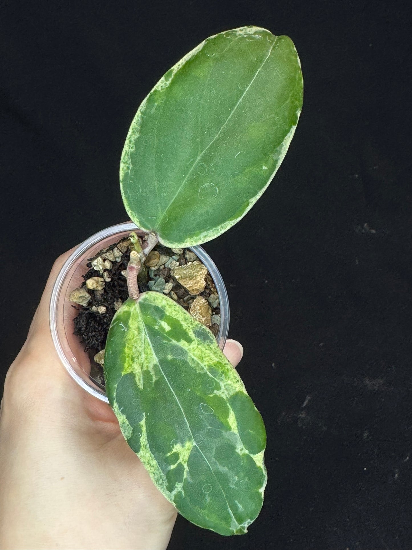 UNICORN🦄! Hoya swiffer's nightmare, nice variegation color, new growth, super rare (Upgrade Shipping is recommended)