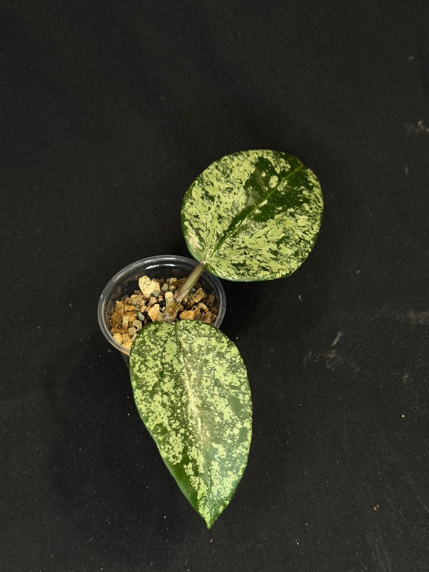 UNICORN🦄! Hoya latifolia ‘MRH’, nice silver big leaves, two new growth, super rare (Upgrade Shipping is recommended)