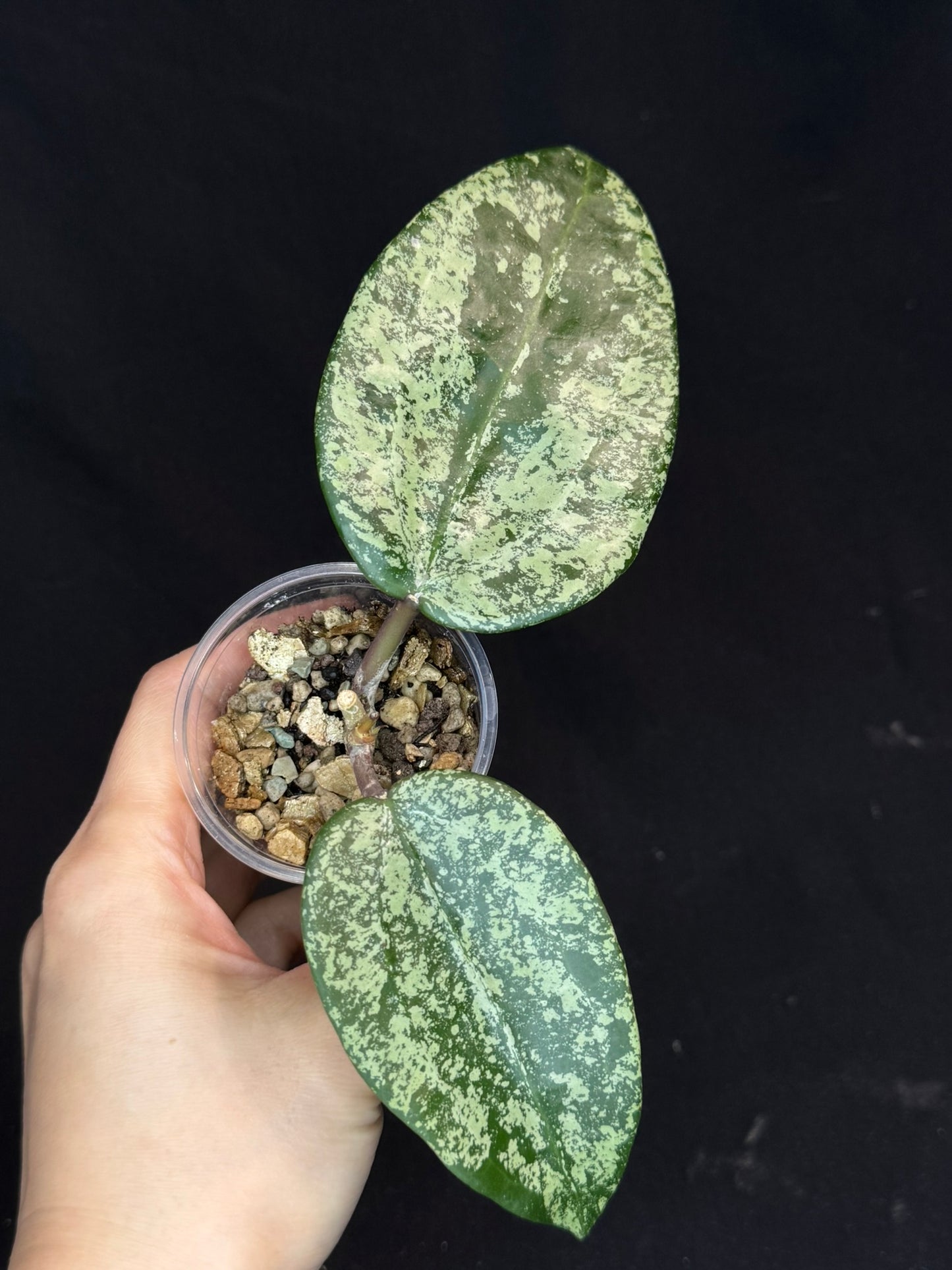 UNICORN🦄! Hoya latifolia ‘MRH’, nice silver big leaves, two new growth, super rare (Upgrade Shipping is recommended)