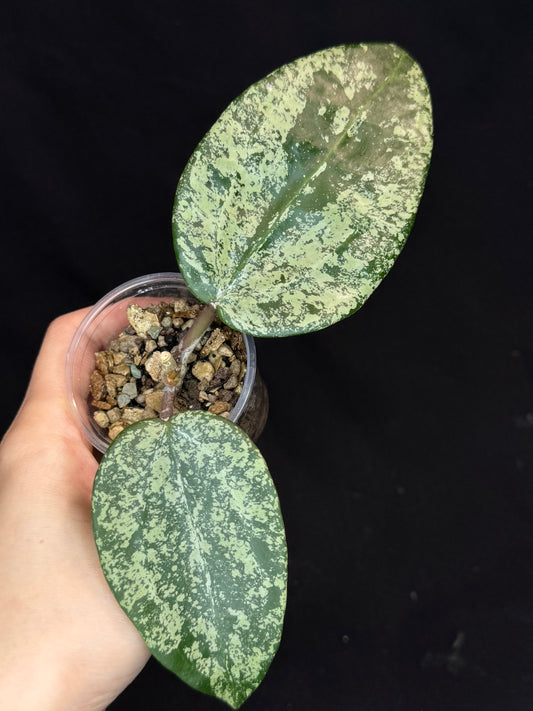 UNICORN🦄! Hoya latifolia ‘MRH’, nice silver big leaves, two new growth, super rare (Upgrade Shipping is recommended)