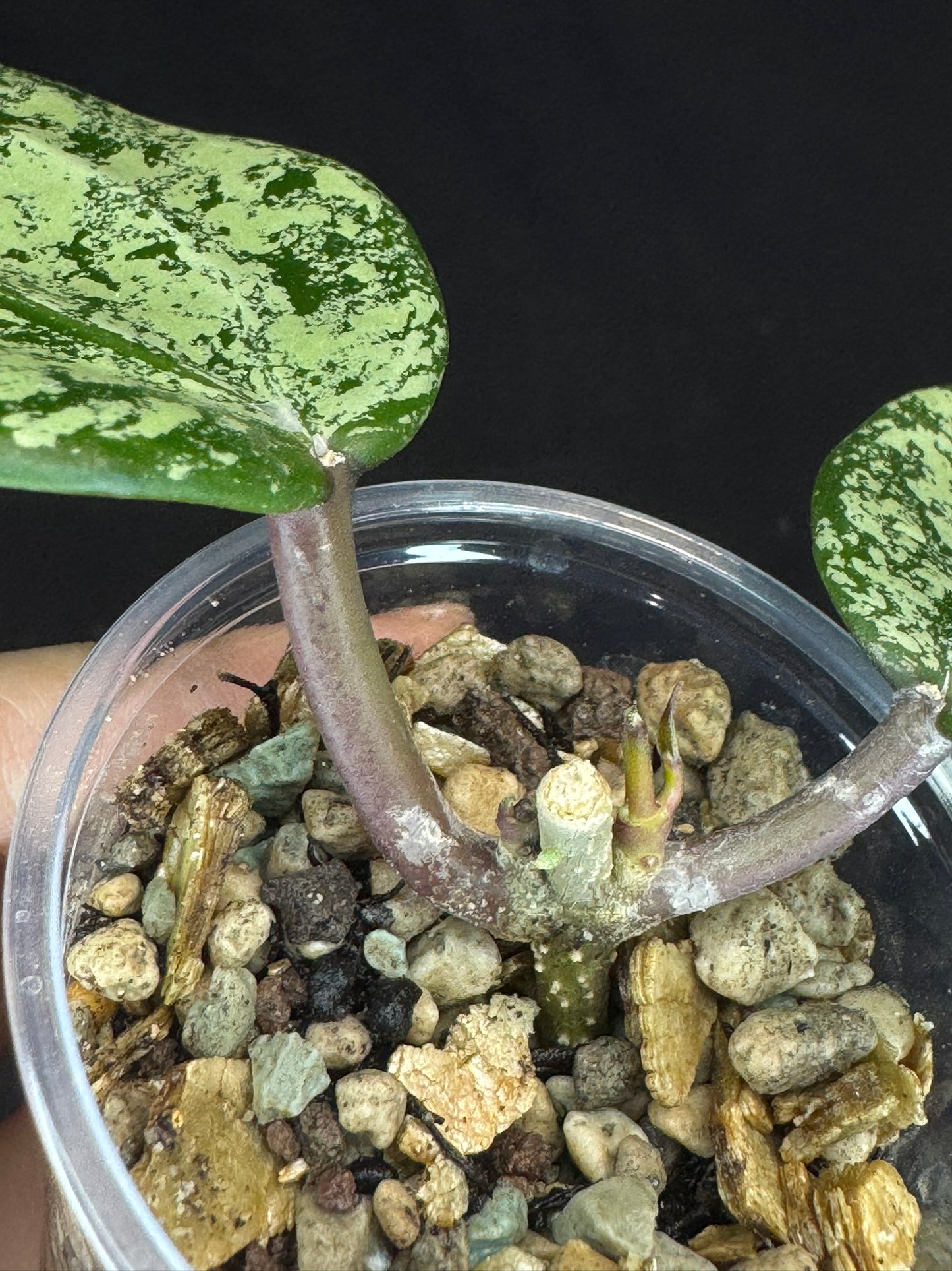 UNICORN🦄! Hoya latifolia ‘MRH’, nice silver big leaves, two new growth, super rare (Upgrade Shipping is recommended)