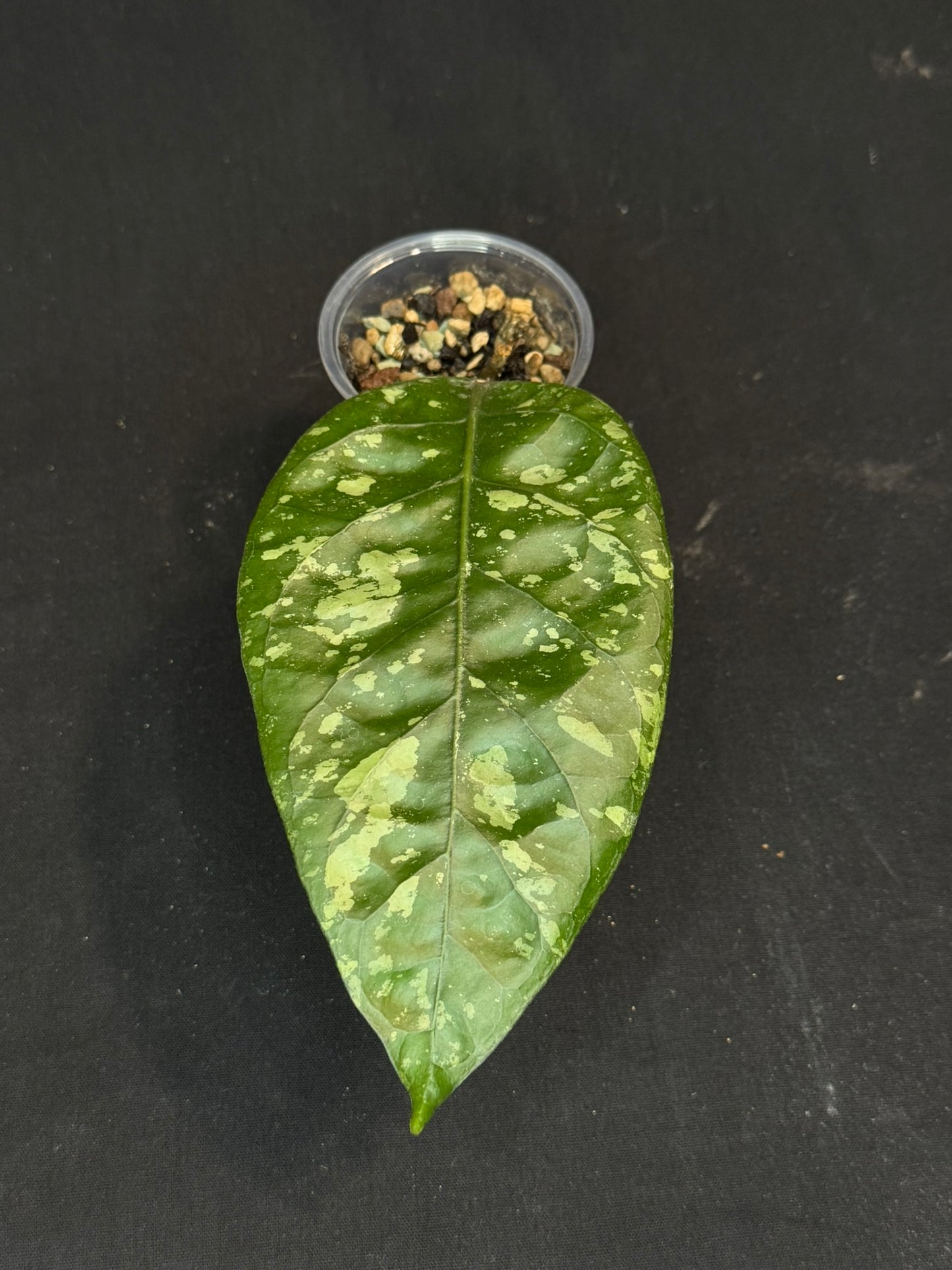 Hoya Aceh Gayo Lues, huge splash leaves, rare