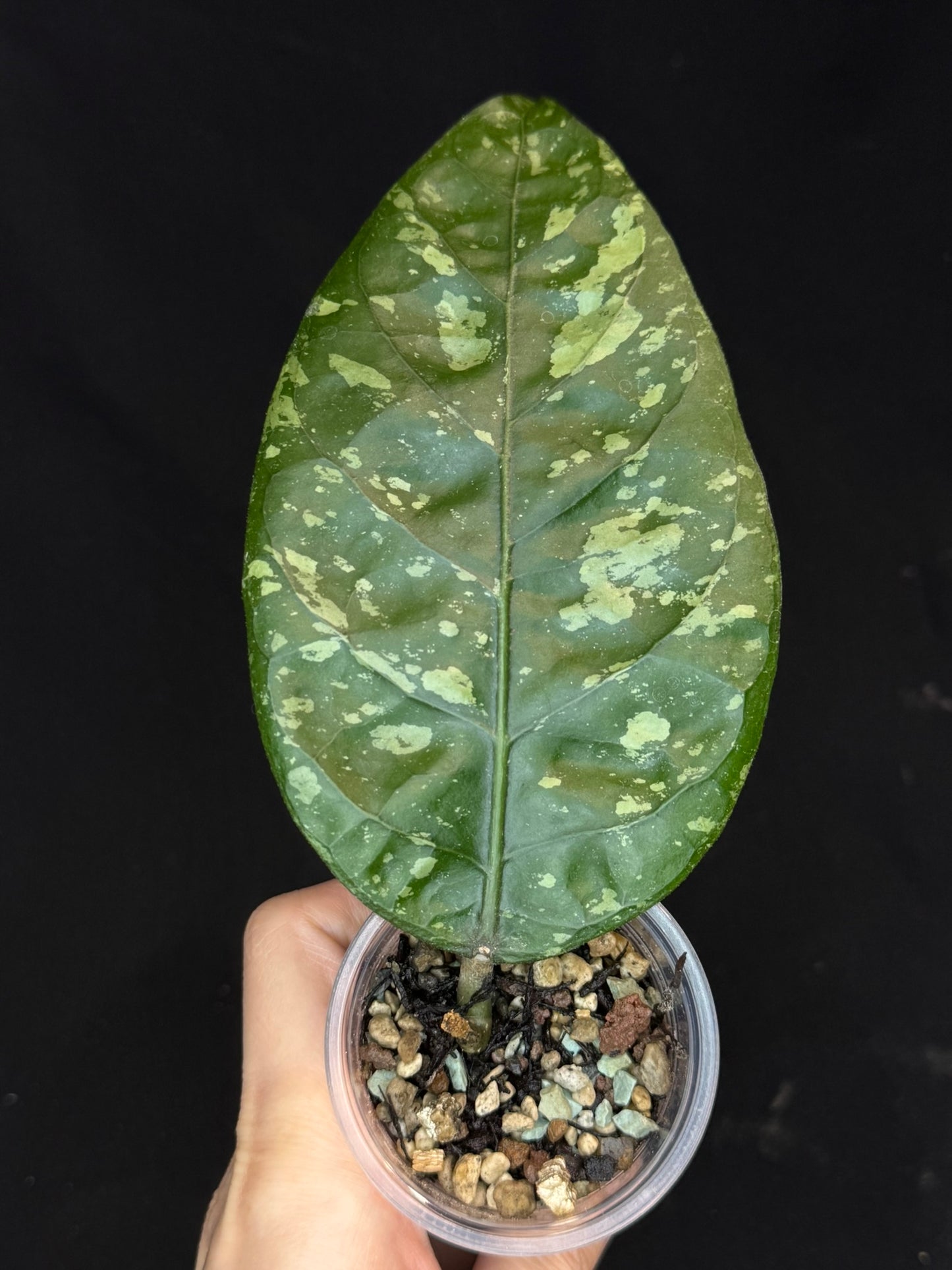 Hoya Aceh Gayo Lues, huge splash leaves, rare