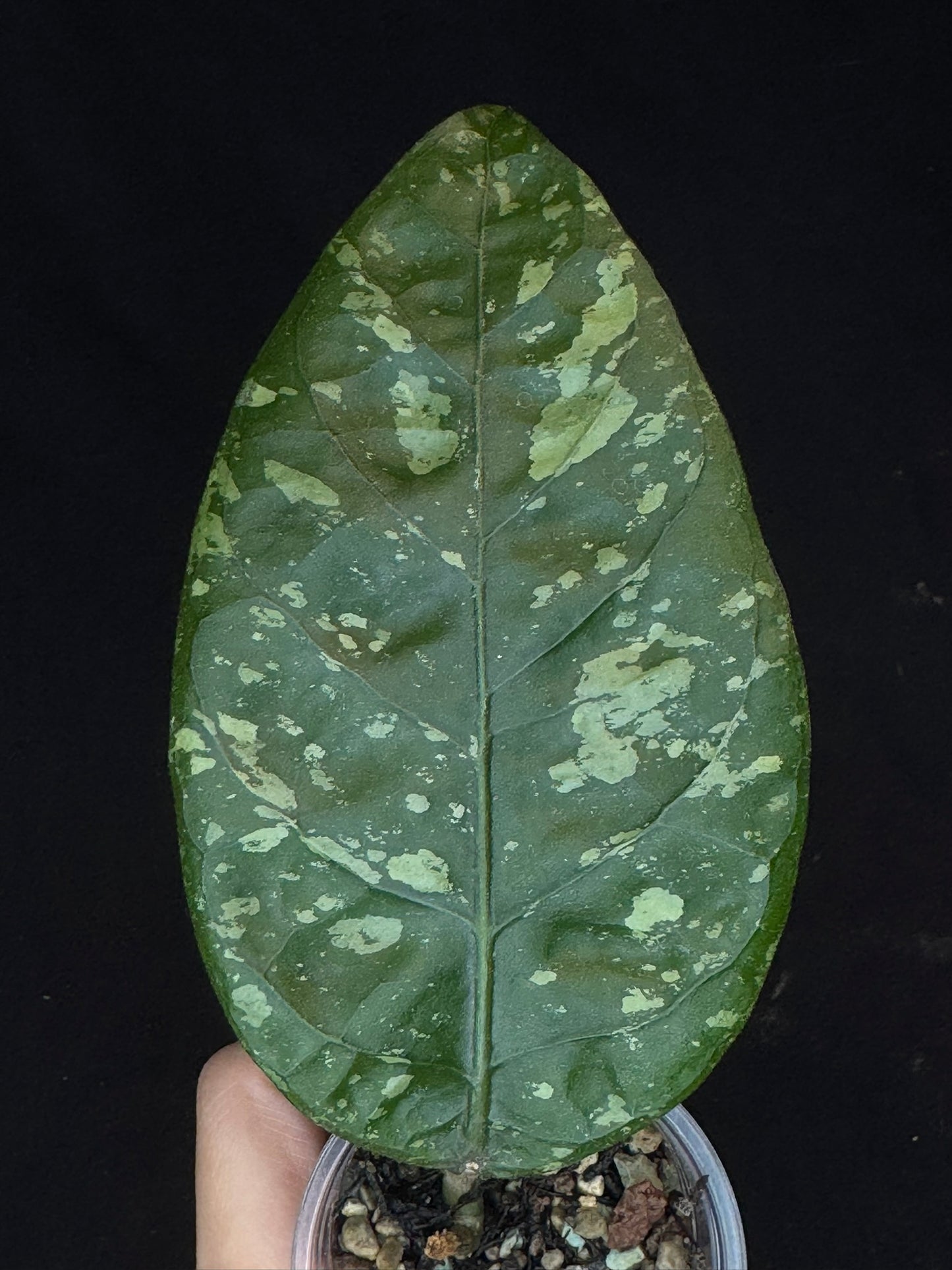Hoya Aceh Gayo Lues, huge splash leaves, rare