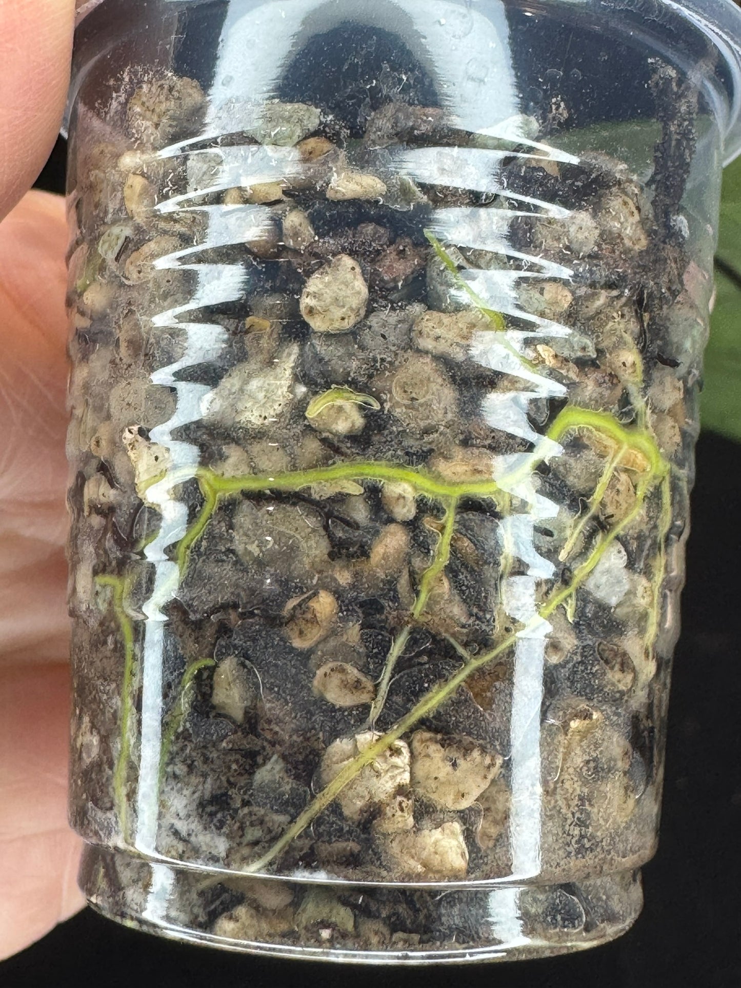 Hoya Aceh Gayo Lues, huge splash leaves, rare