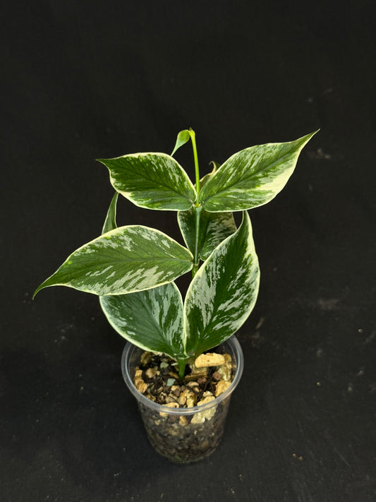 UNICORN🦄! Hoya polyneura ice queen, super rare (Upgrade Shipping is suggested)