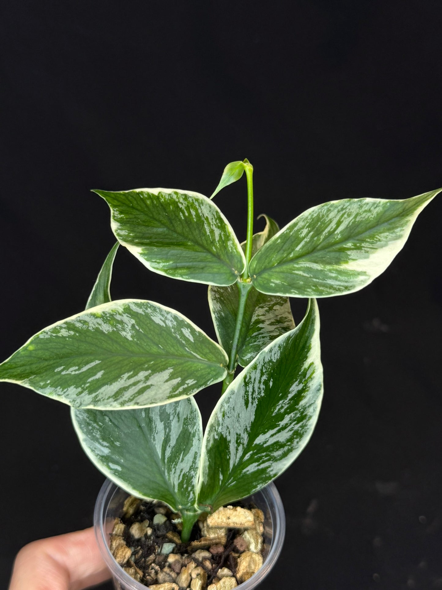 UNICORN🦄! Hoya polyneura ice queen, super rare (Upgrade Shipping is suggested)