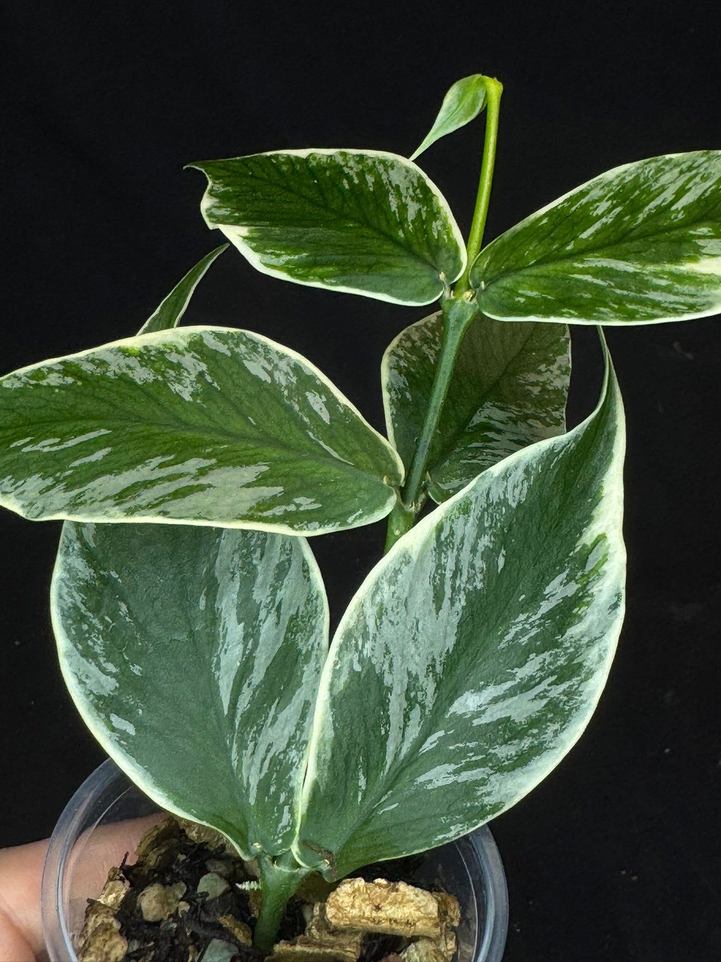 UNICORN🦄! Hoya polyneura ice queen, super rare (Upgrade Shipping is suggested)