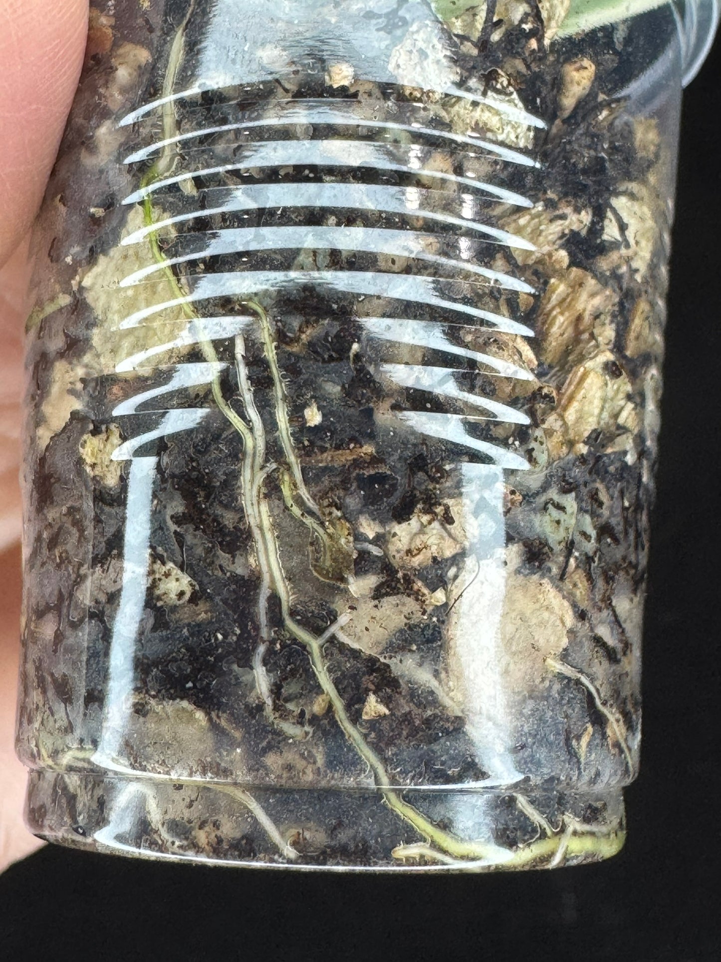 UNICORN🦄! Hoya polyneura ice queen, super rare (Upgrade Shipping is suggested)