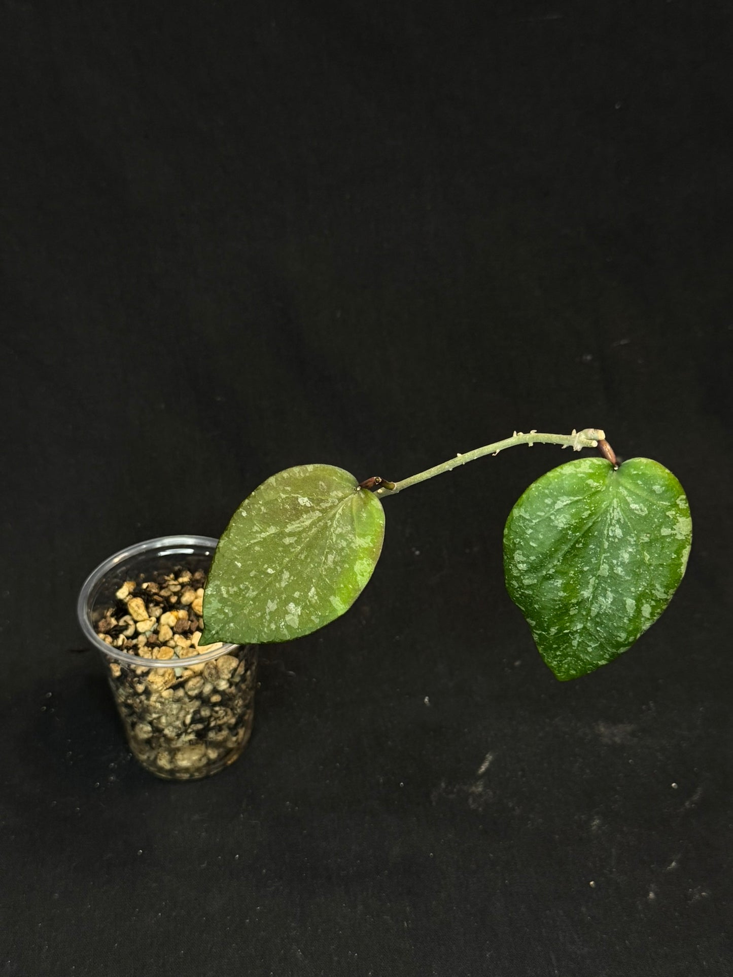 Hoya imbricata x cinnamomifolia, hybrid, rare