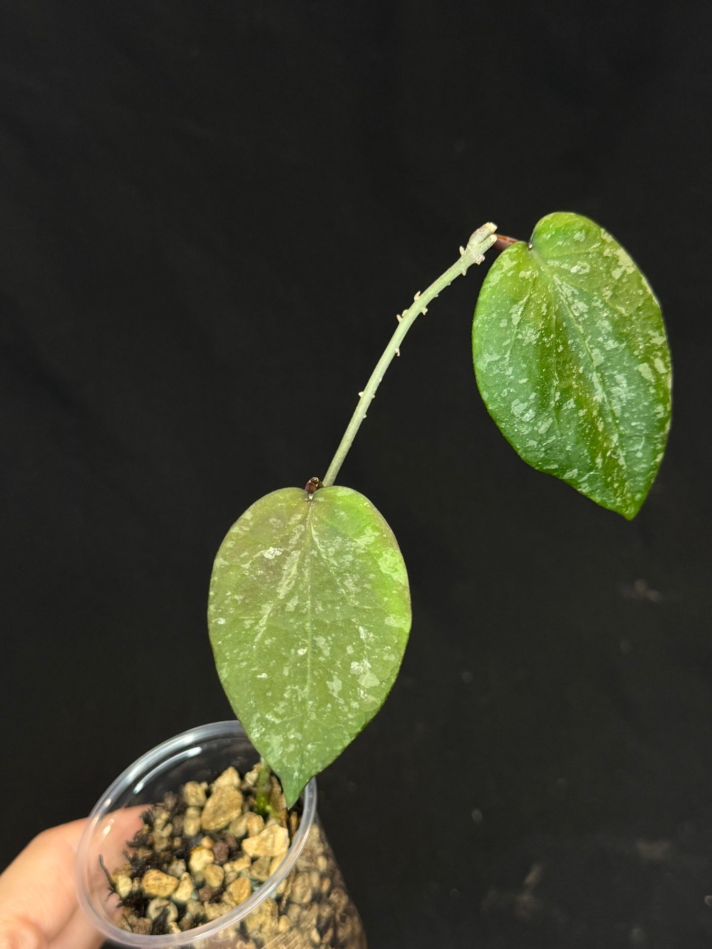 Hoya imbricata x cinnamomifolia, hybrid, rare
