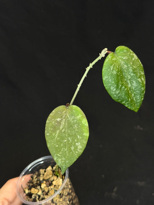 Hoya imbricata x cinnamomifolia, hybrid, rare