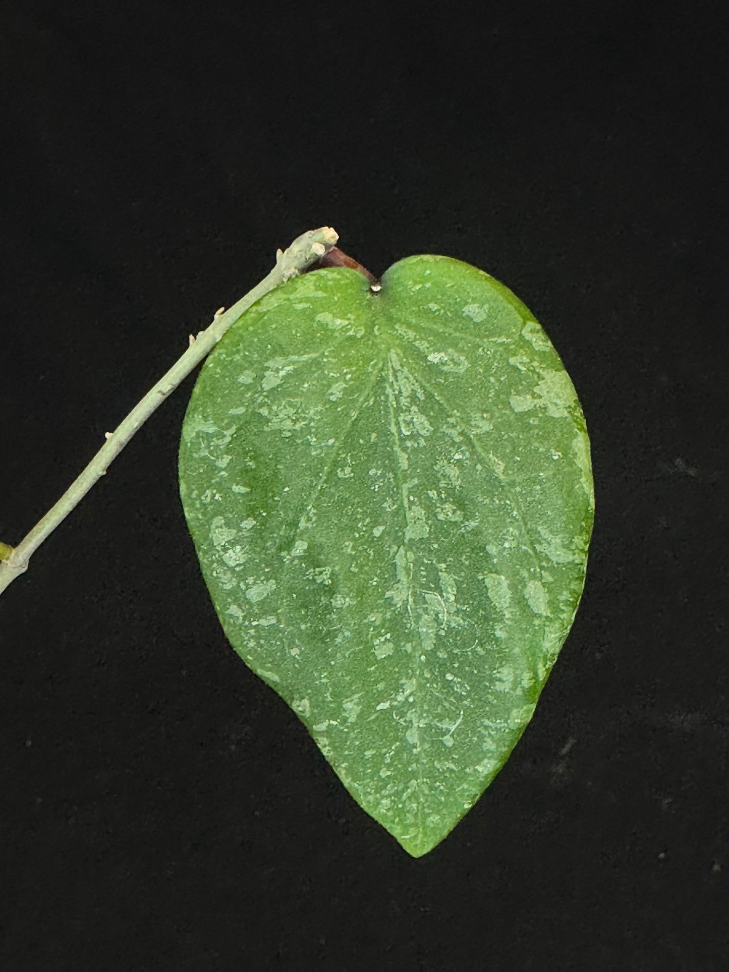 Hoya imbricata x cinnamomifolia, hybrid, rare