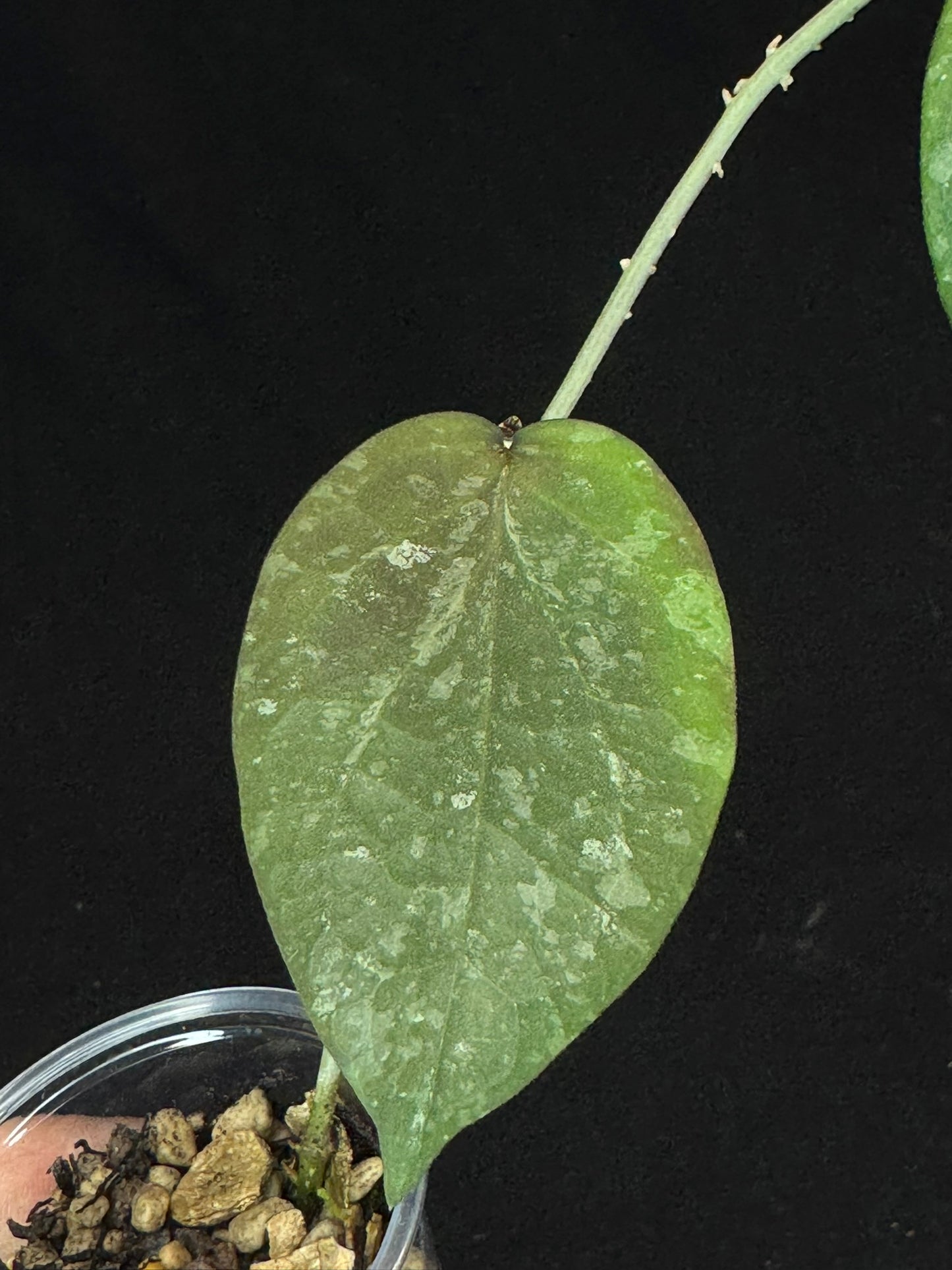 Hoya imbricata x cinnamomifolia, hybrid, rare