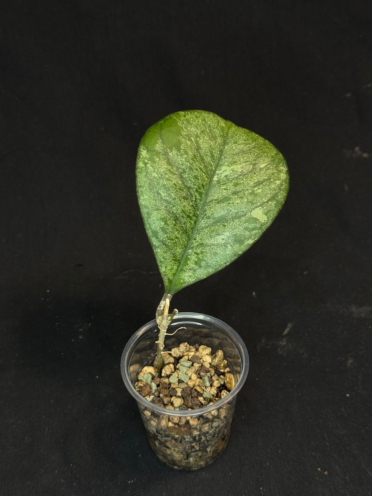 Hoya cv elivs, splashy leaf, rare