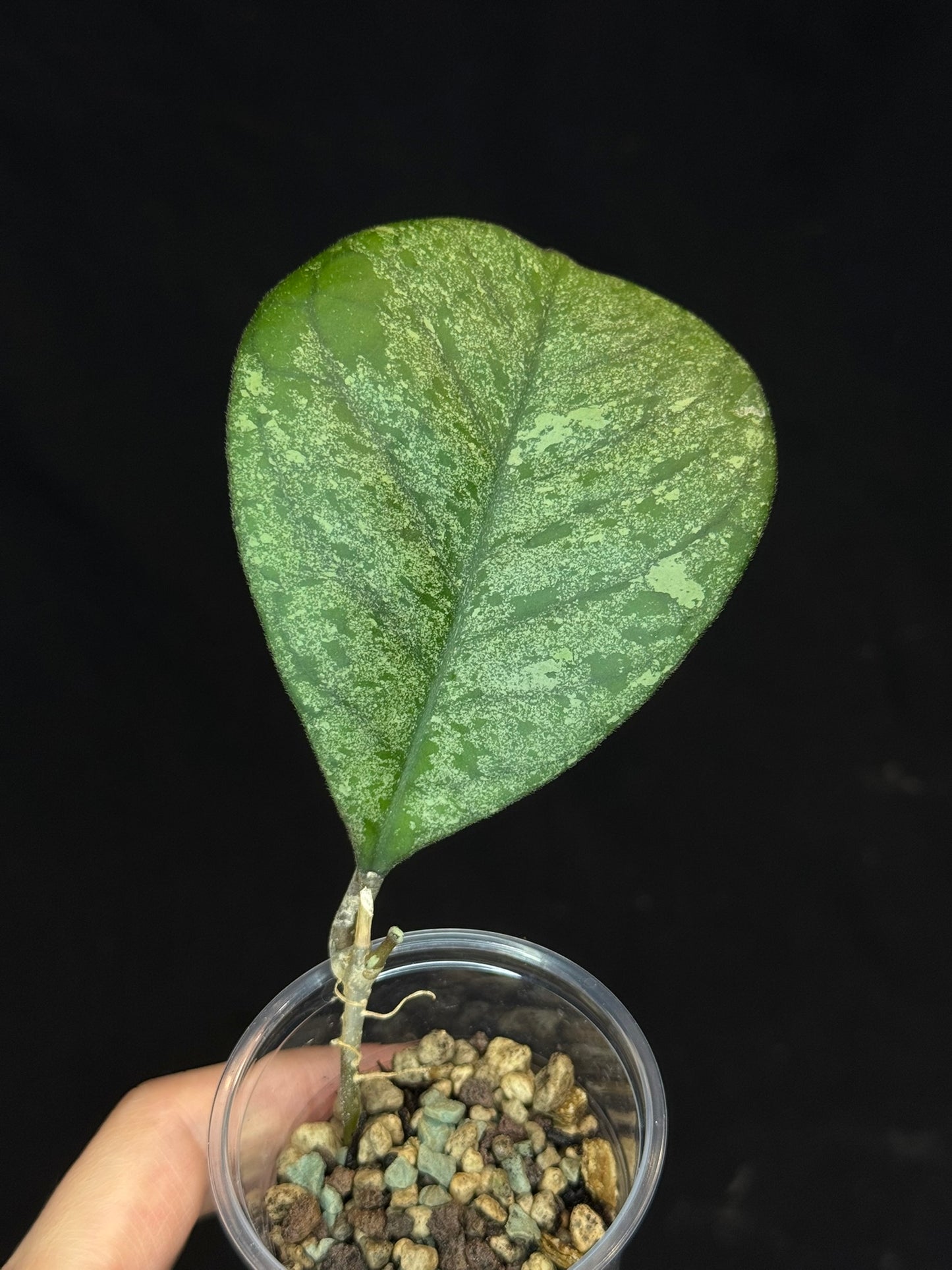 Hoya cv elivs, splashy leaf, rare