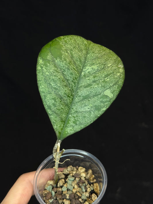 Hoya cv elivs, splashy leaf, rare