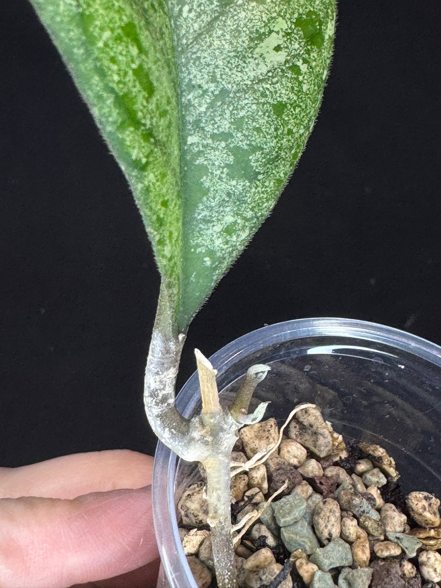 Hoya cv elivs, splashy leaf, rare