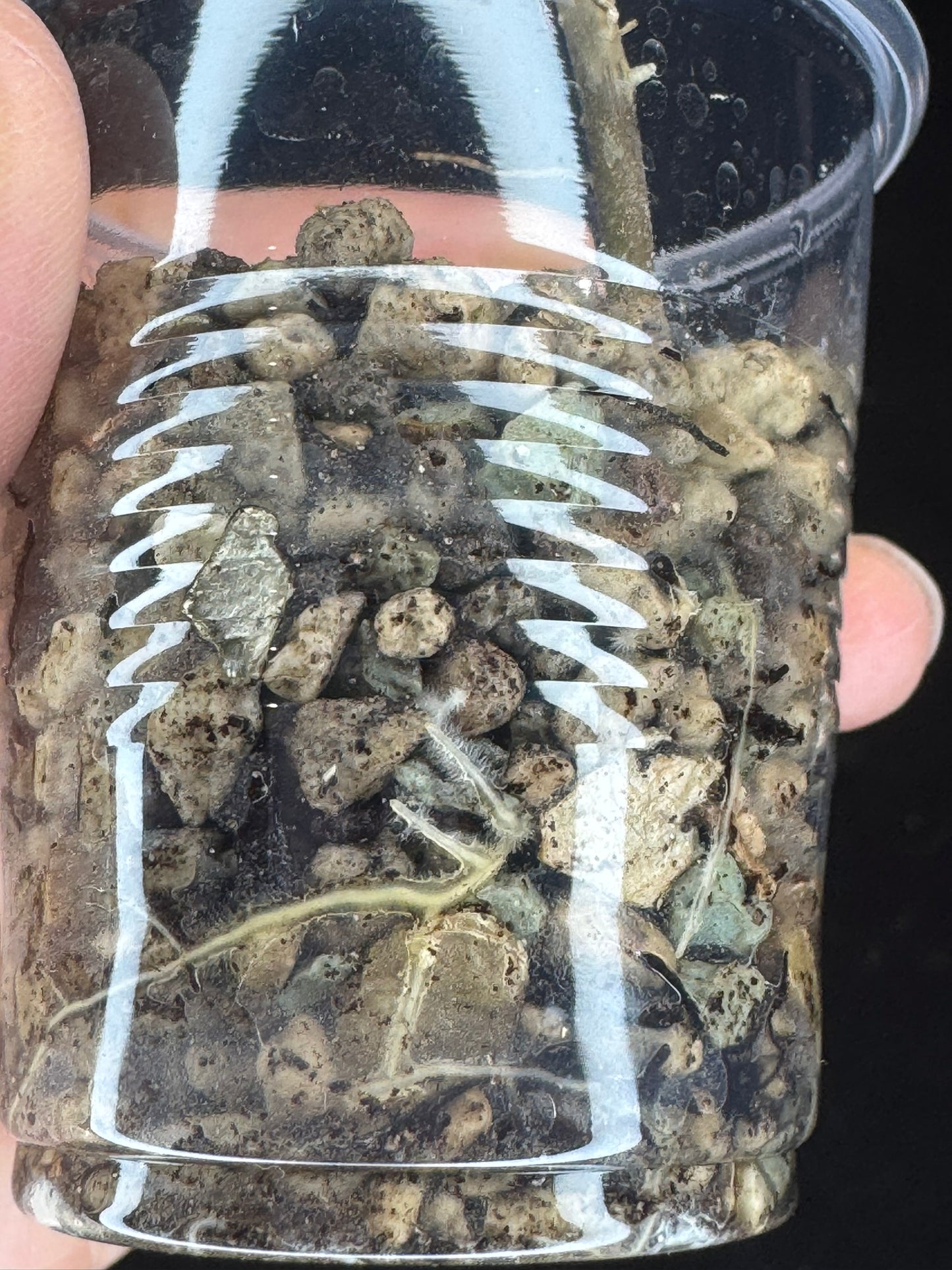 Hoya cv elivs, splashy leaf, rare