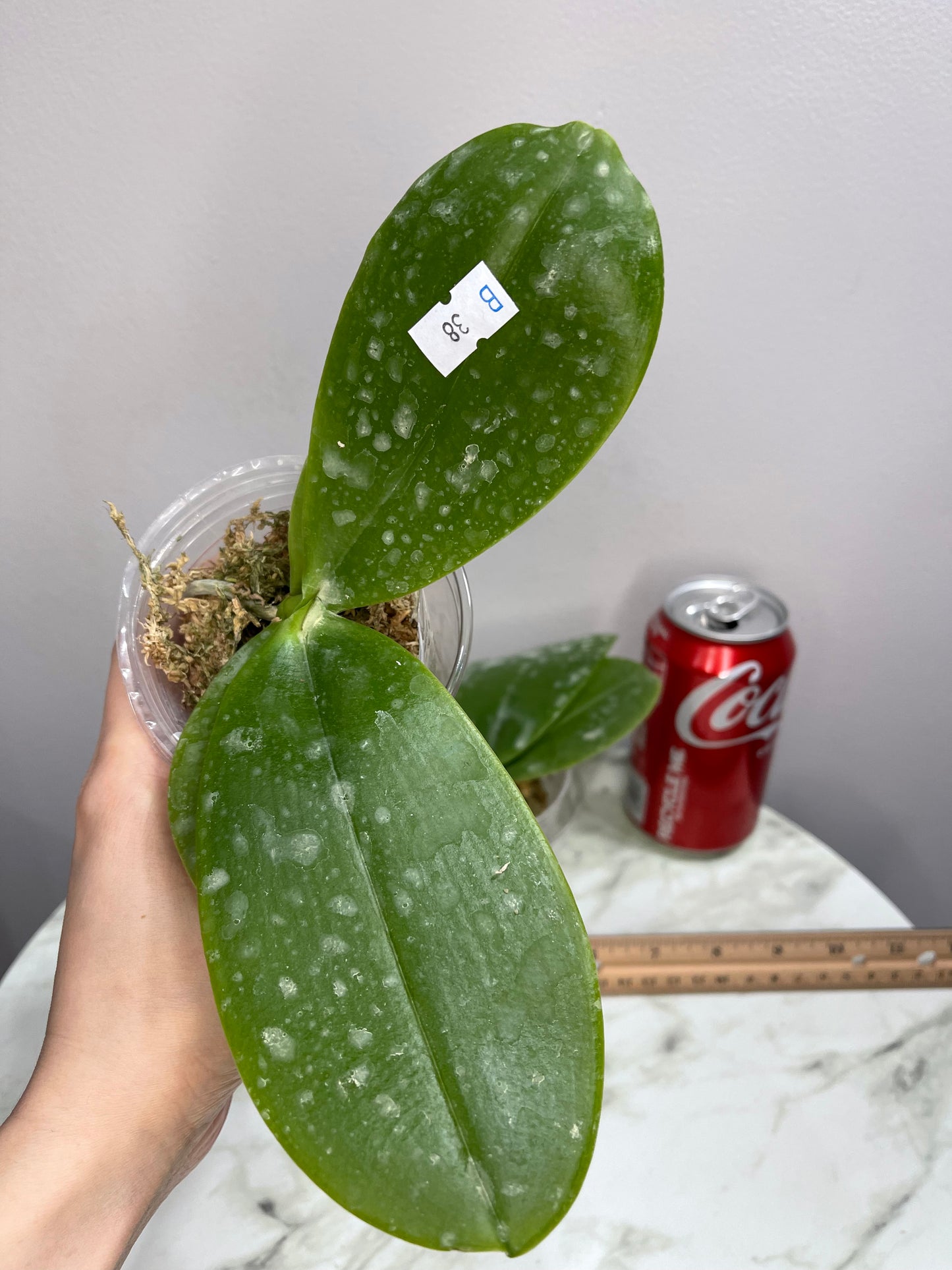 Phal Miki Mok Choi Bear Queen '710' (C38)