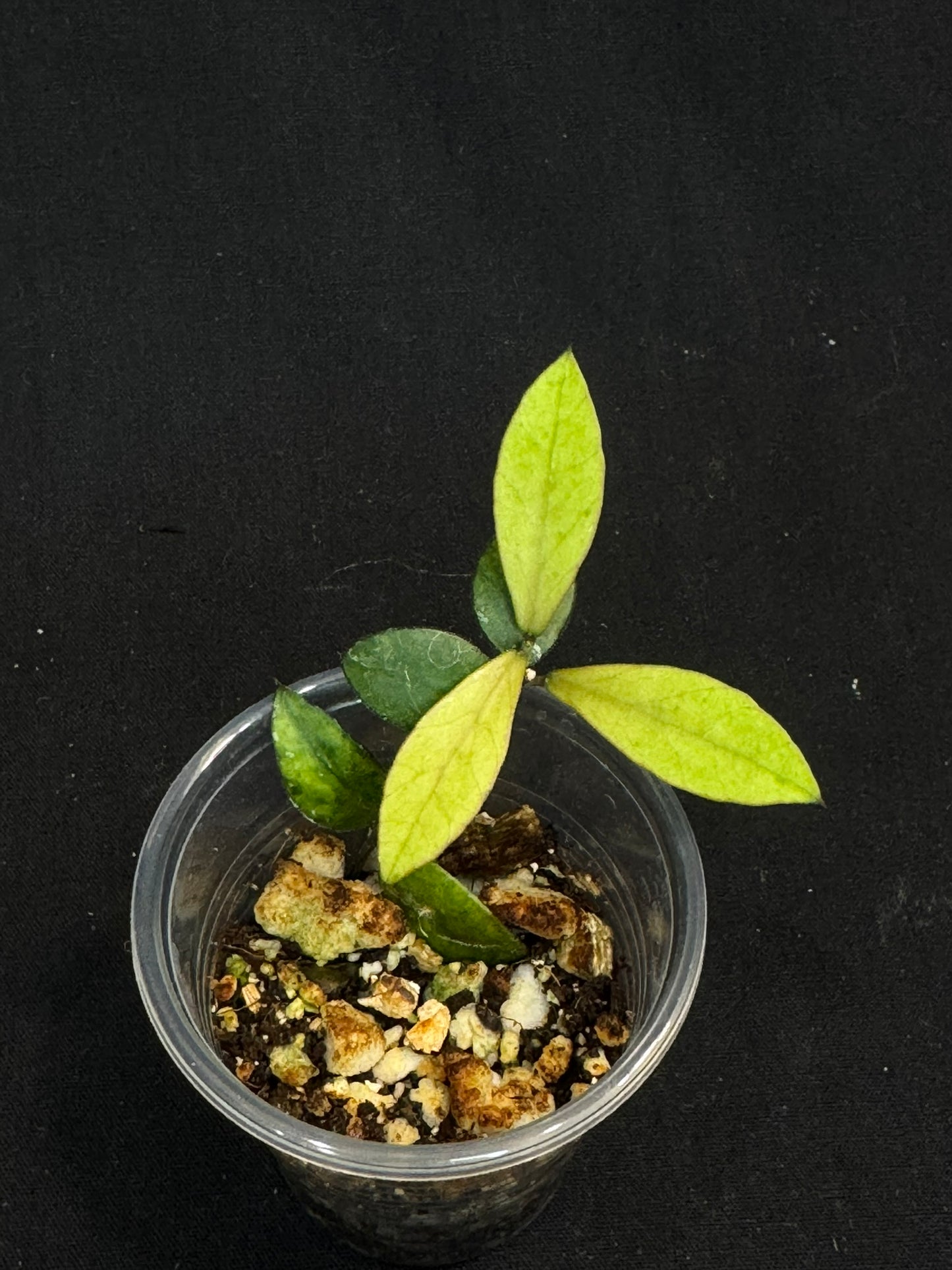 UNICORN🦄! Hoya sp Kalimantan Mini Coin variegated, beautiful leaves, rare