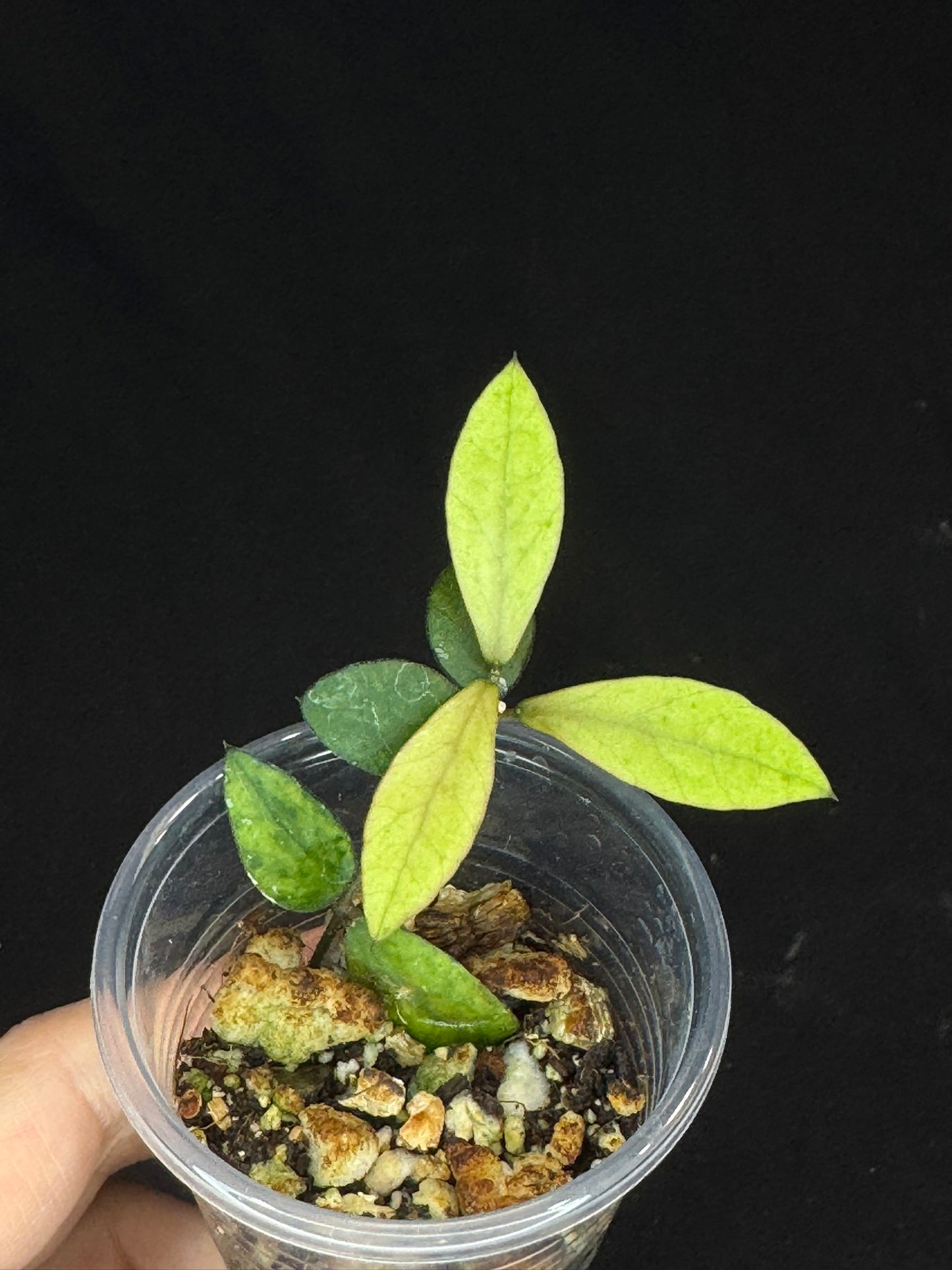 UNICORN🦄! Hoya sp Kalimantan Mini Coin variegated, beautiful leaves, rare