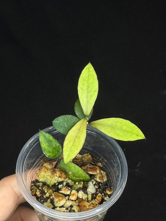 UNICORN🦄! Hoya sp Kalimantan Mini Coin variegated, beautiful leaves, rare