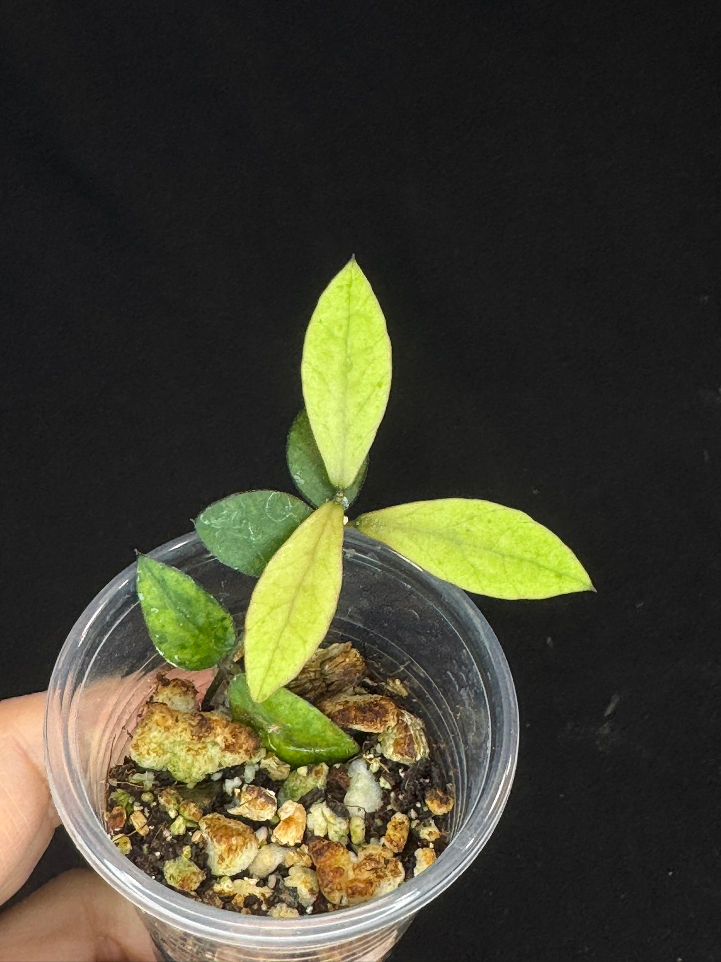 UNICORN🦄! Hoya sp Kalimantan Mini Coin variegated, beautiful leaves, rare