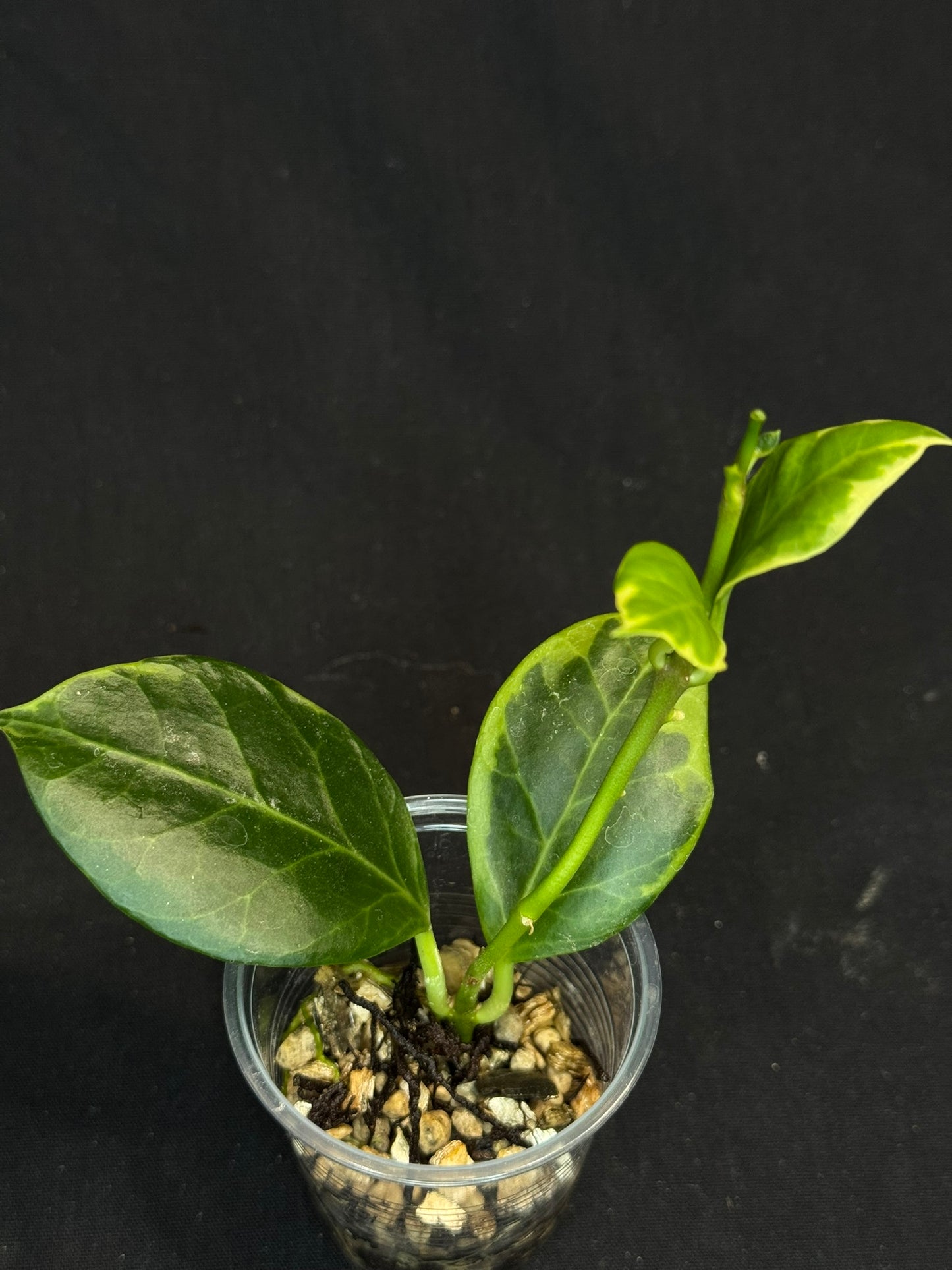Hoya obscura albo, nice variegation