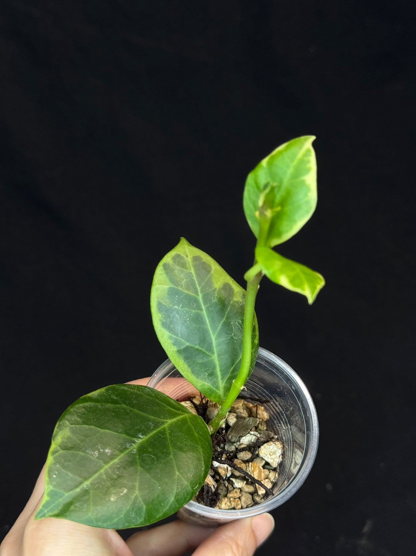 Hoya obscura albo, nice variegation