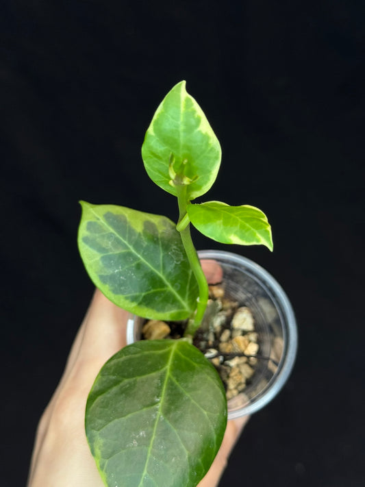 Hoya obscura albo, nice variegation