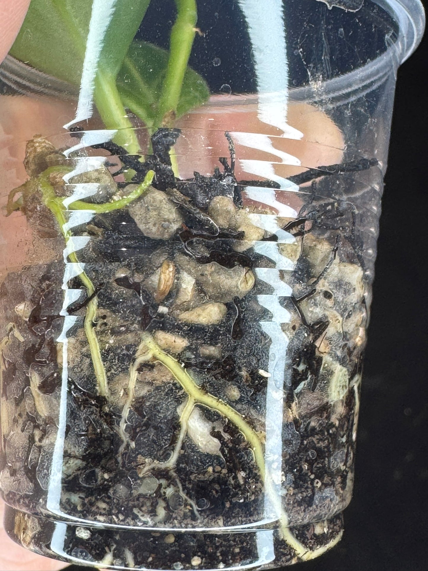 Hoya obscura albo, nice variegation