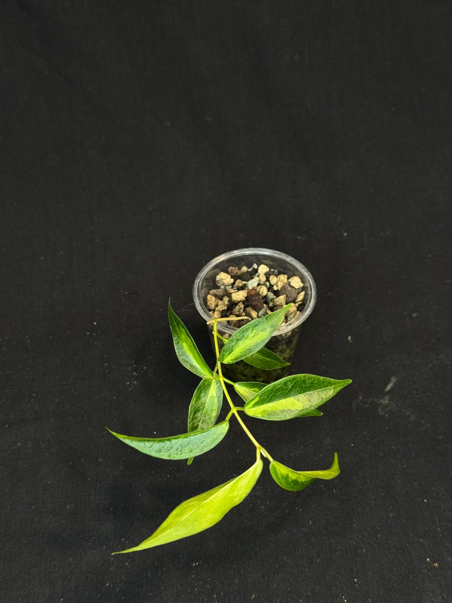 Hoya dennisii frida, nice variegation, beautiful pink flowers