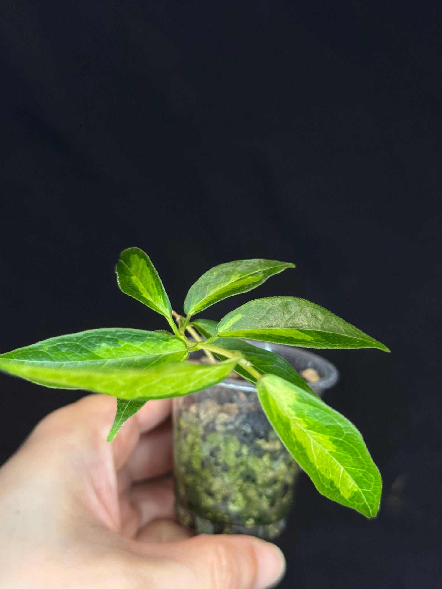 Hoya dennisii frida, nice variegation, beautiful pink flowers