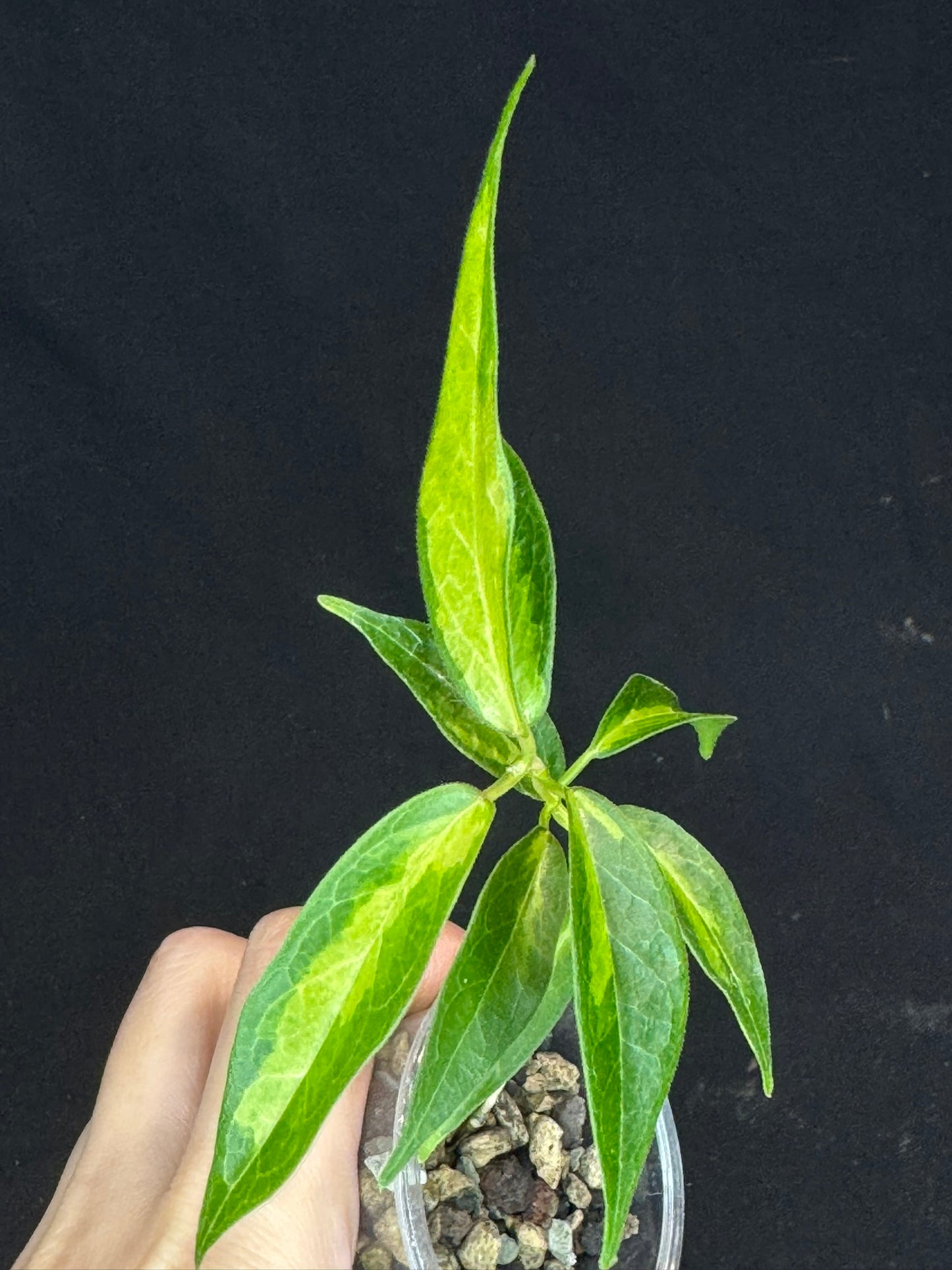 Hoya dennisii frida, nice variegation, beautiful pink flowers