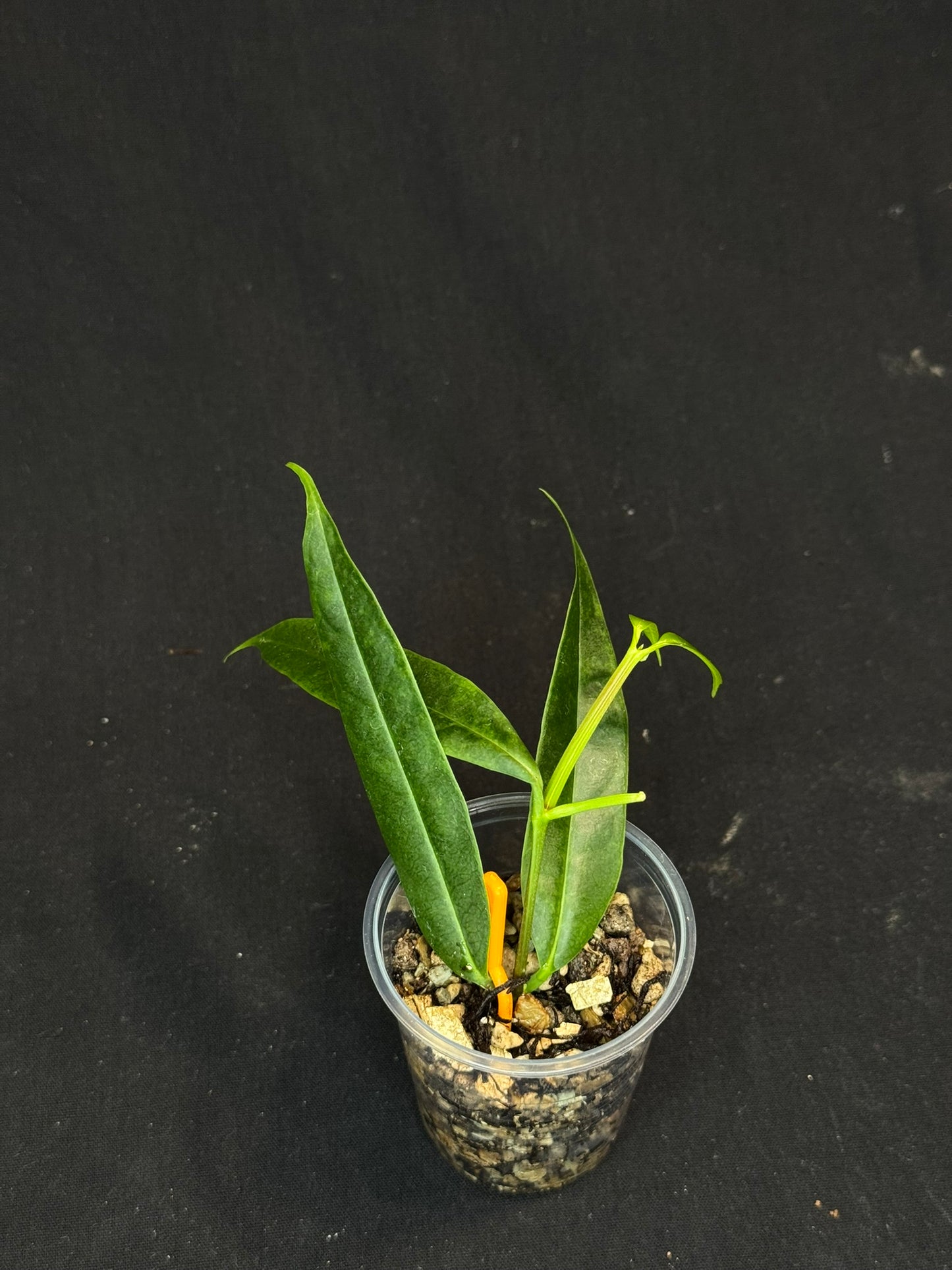 Hoya platycaulis, fragrant flowers