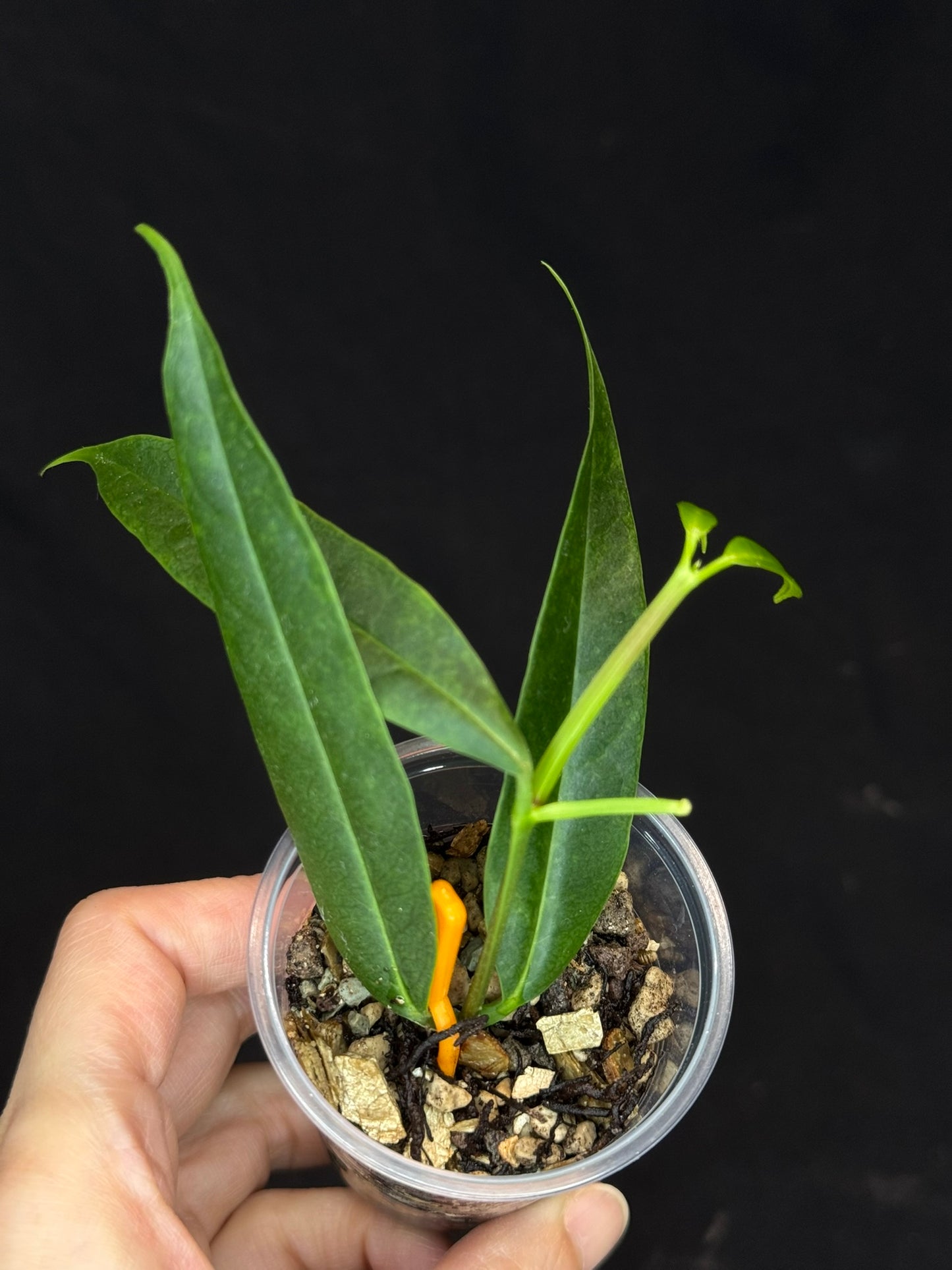 Hoya platycaulis, fragrant flowers