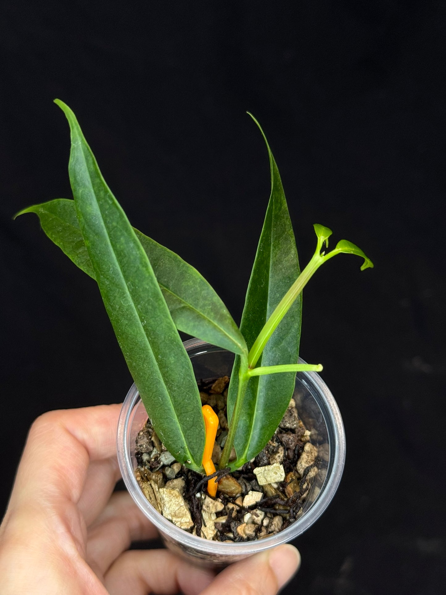 Hoya platycaulis, fragrant flowers