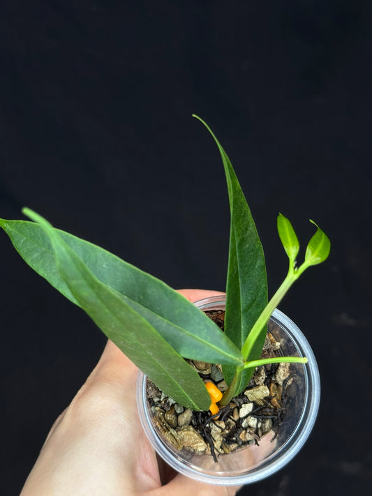 Hoya platycaulis, fragrant flowers