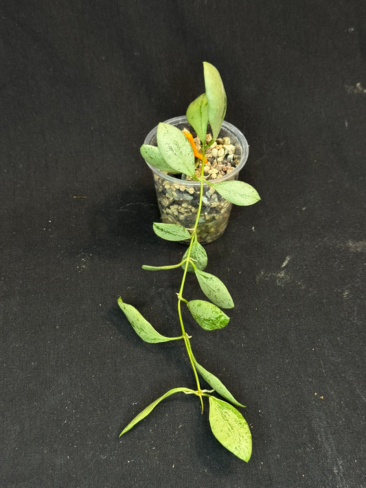 Hoya ets10 Silver, attracting small silver leaves, rare hoya