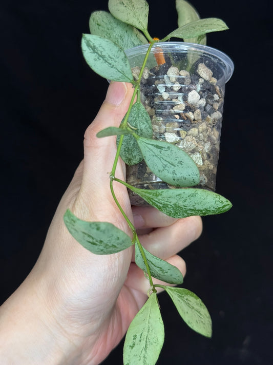 Hoya ets10 Silver, attracting small silver leaves, rare hoya