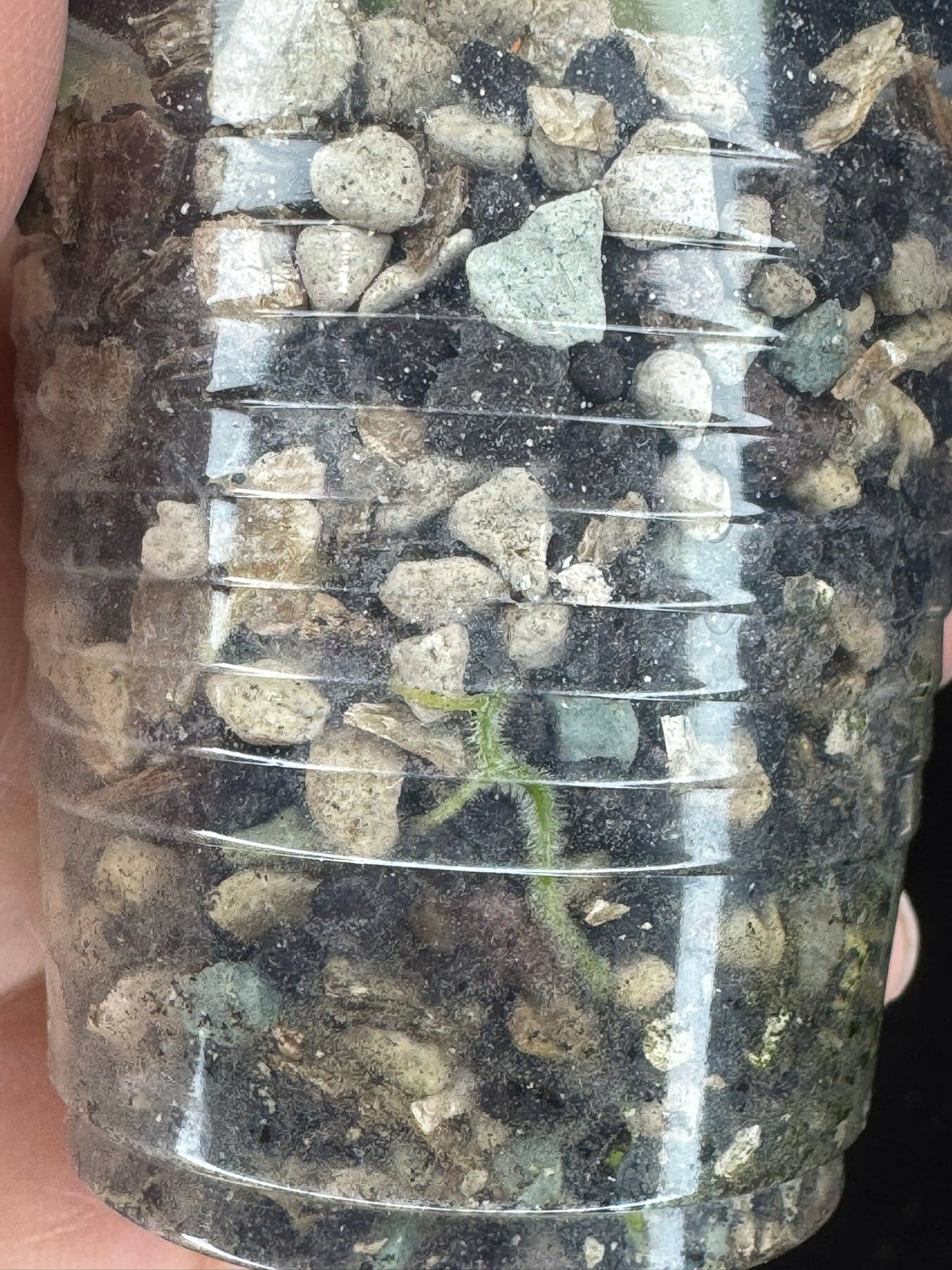 Hoya ets10 Silver, attracting small silver leaves, rare hoya