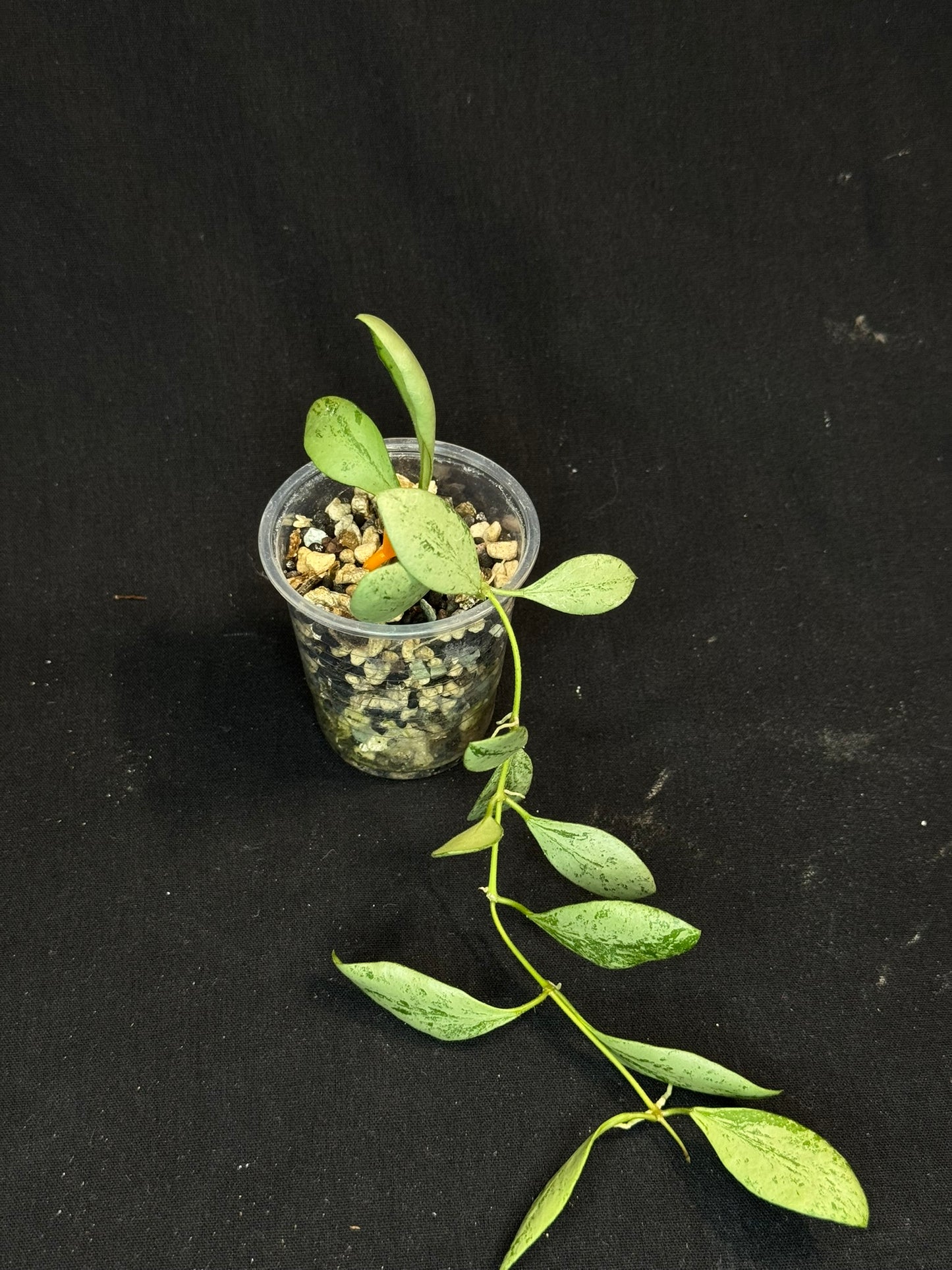 Hoya ets10 Silver, attracting small silver leaves, rare hoya