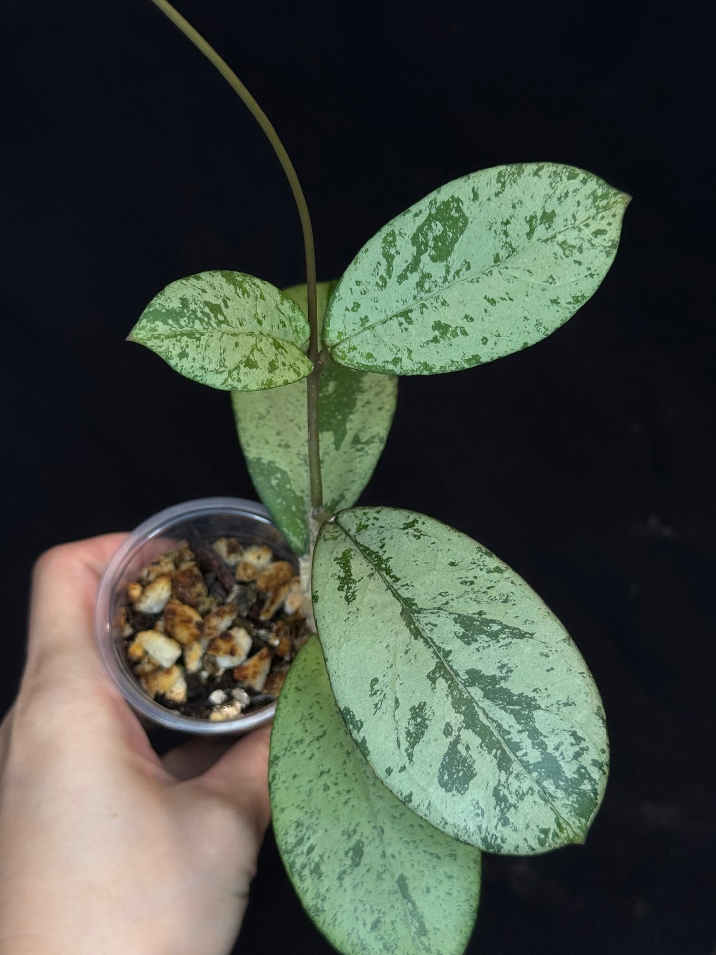 Hoya cv Meena (silver), nice silver leaves, rare