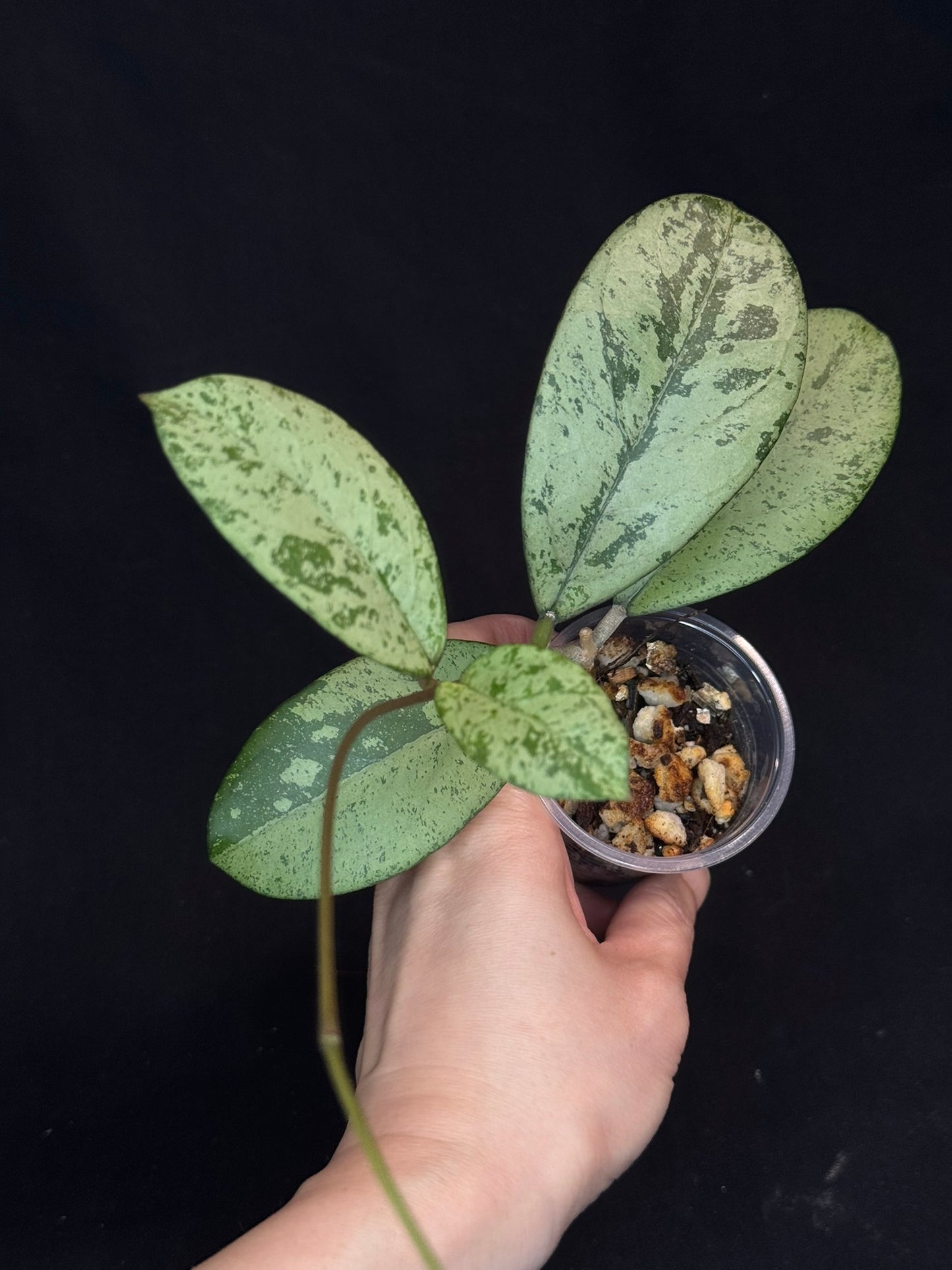Hoya cv Meena (silver), nice silver leaves, rare