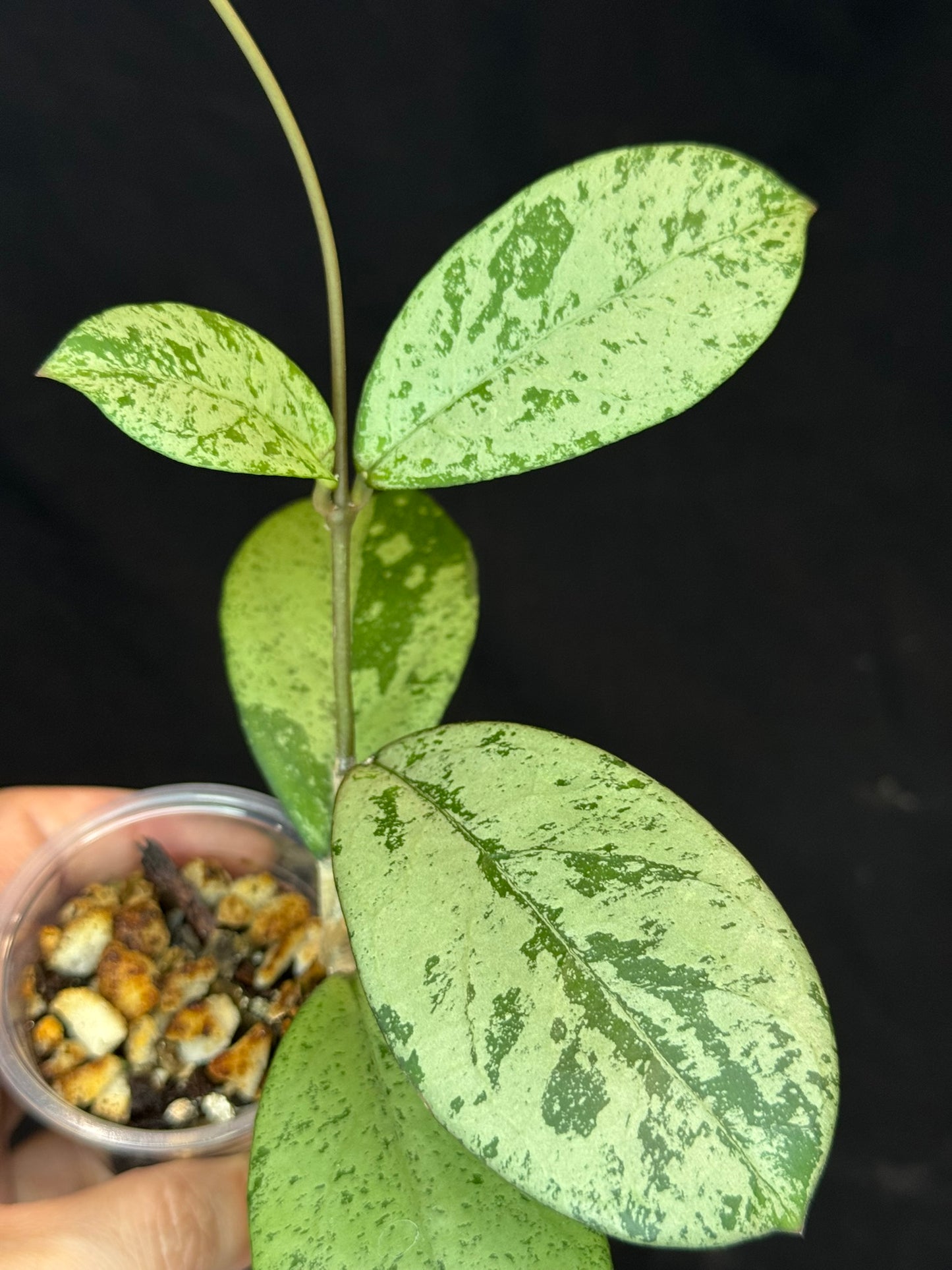 Hoya cv Meena (silver), nice silver leaves, rare