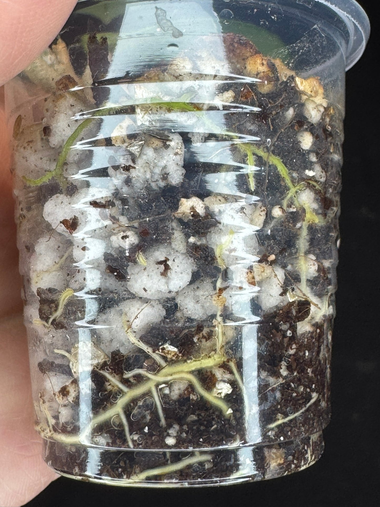 Hoya cv Meena (silver), nice silver leaves, rare