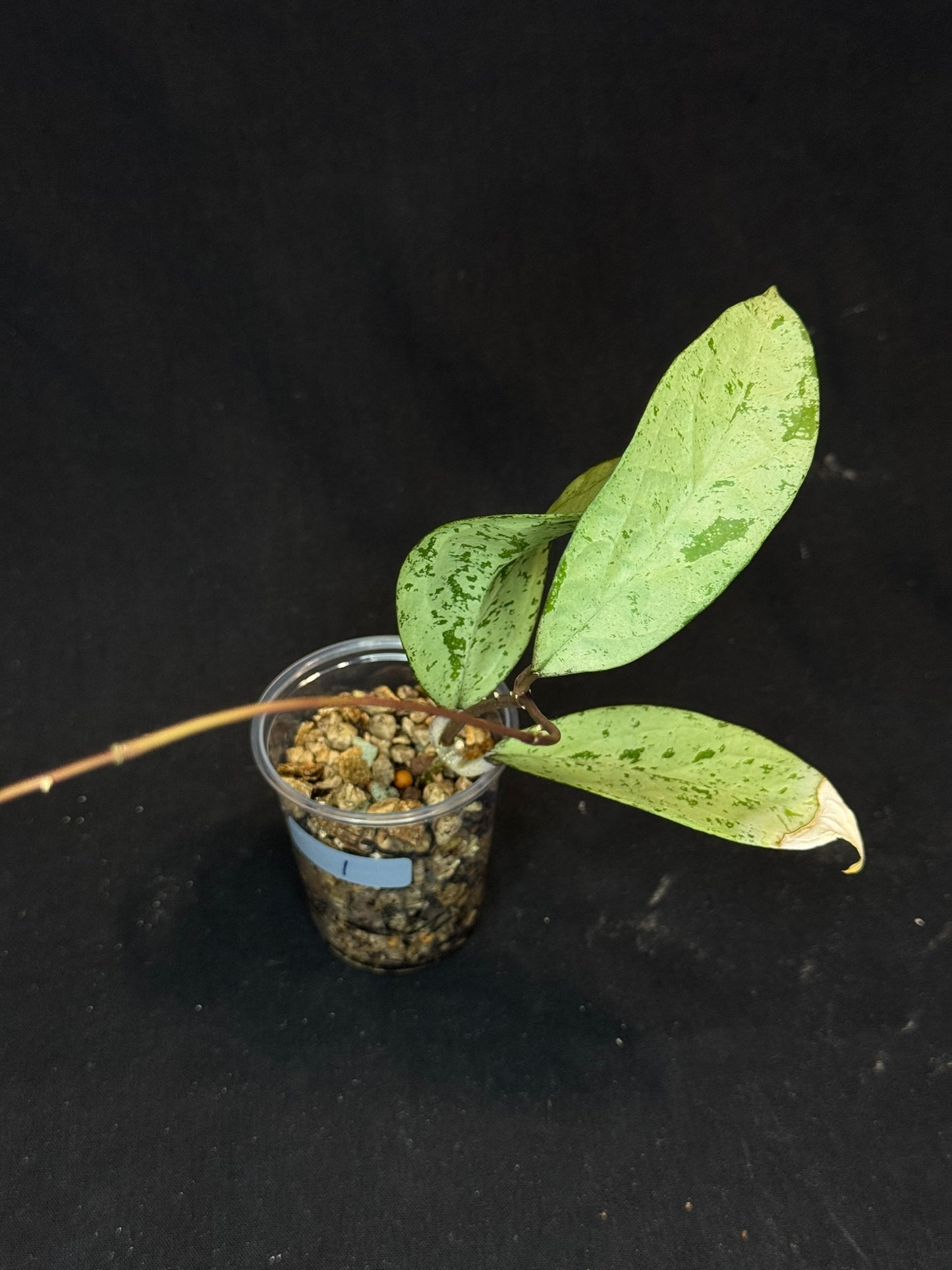 UNICORN🦄! Hoya snowman (#1), rare