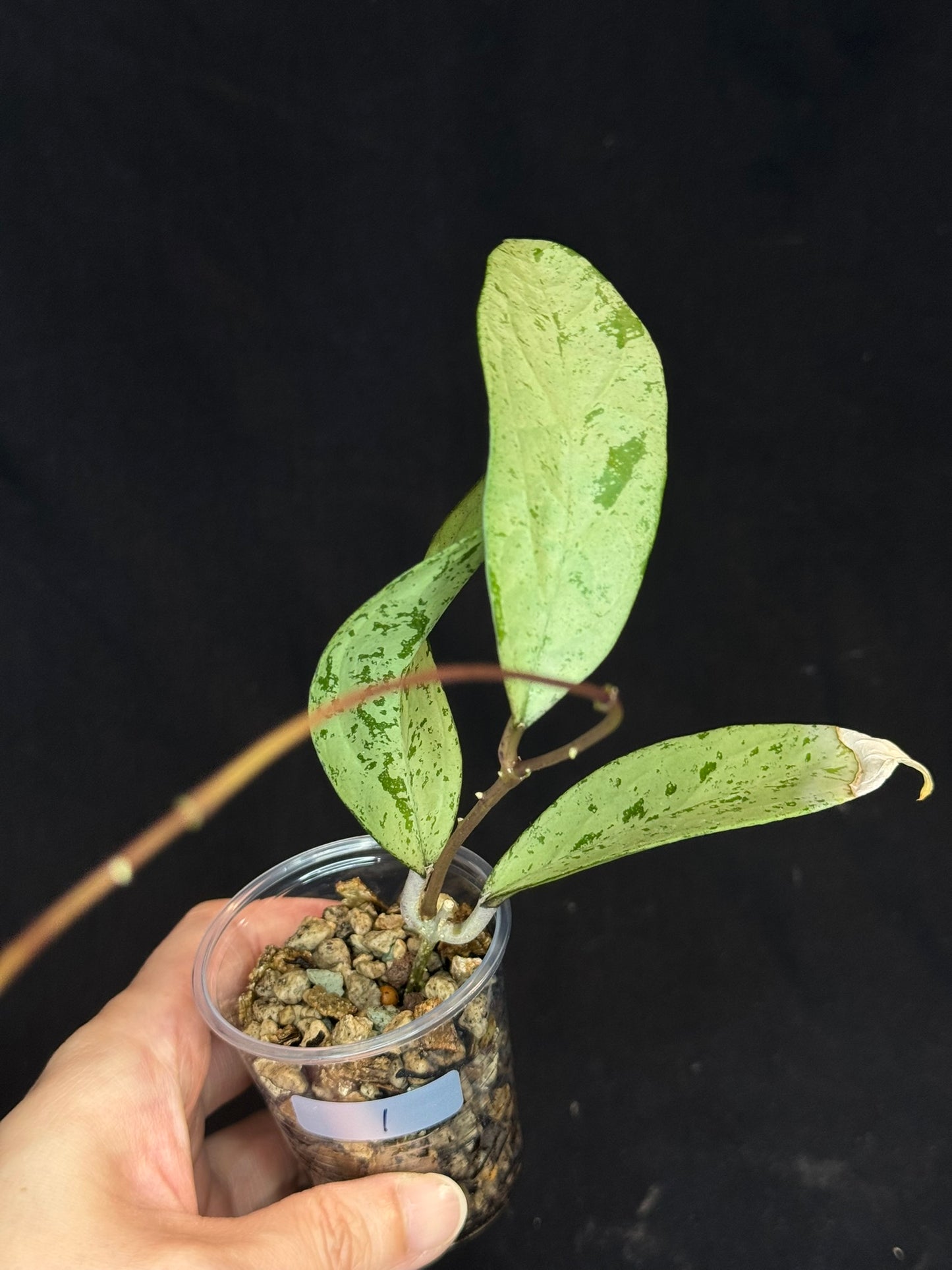 UNICORN🦄! Hoya snowman (#1), rare